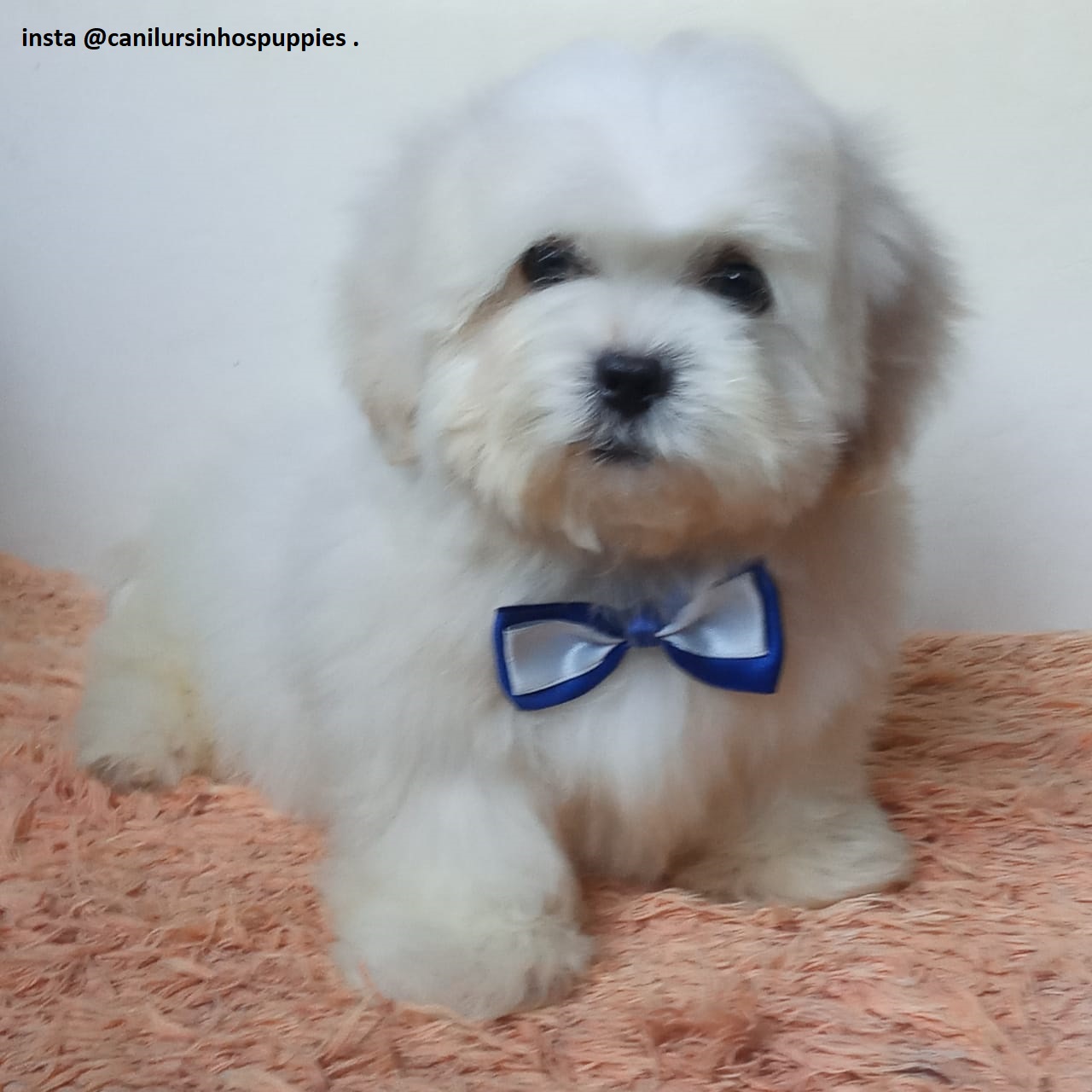 Portal Vendocão lhasa apso lindos bebes disponiveis @canilursinhospuppies  americana 