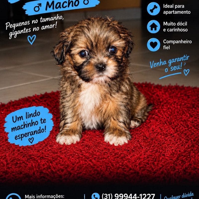 Lindo filhote de shih tzu