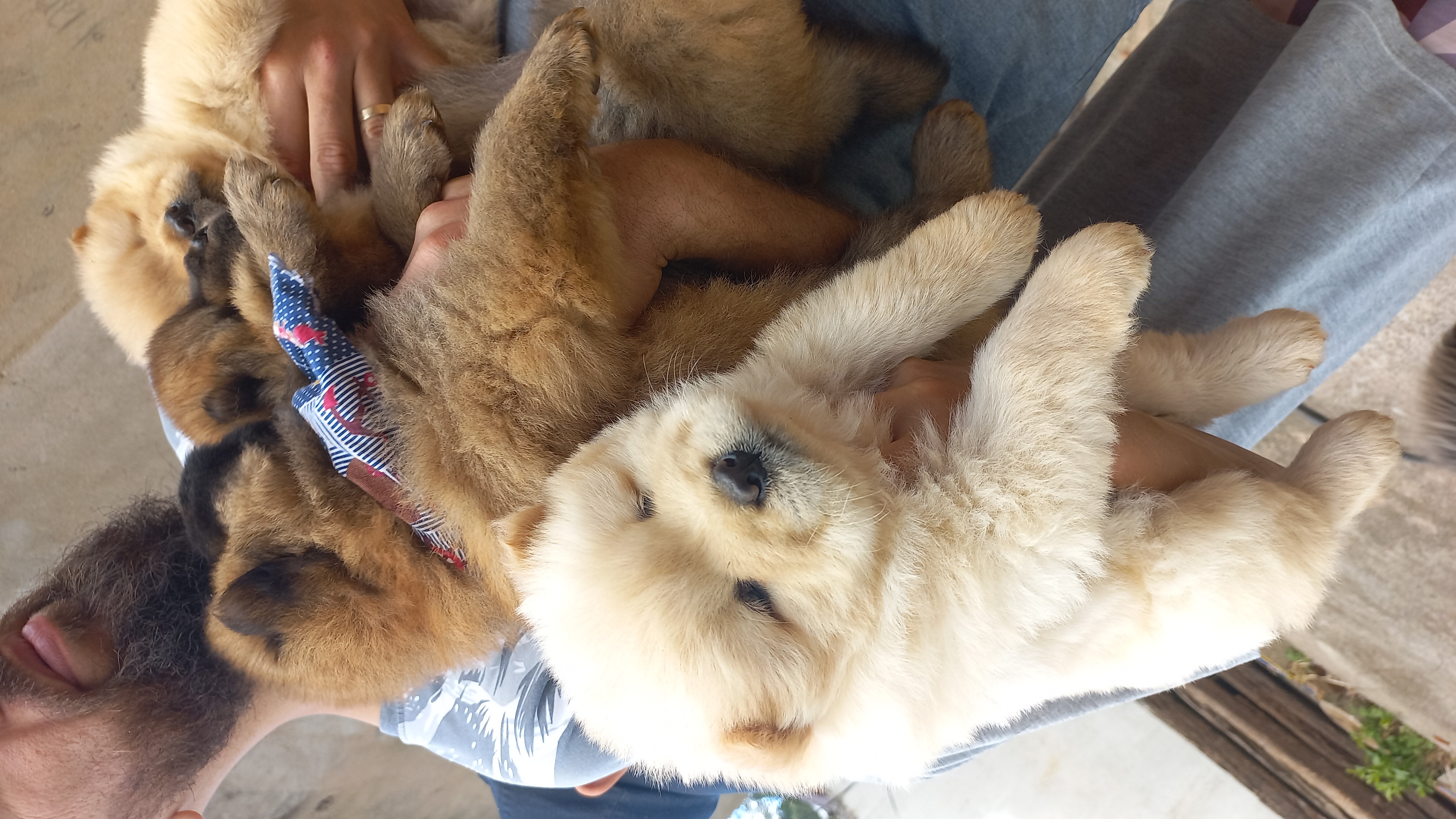 Chowchow filhotes - Foto 3