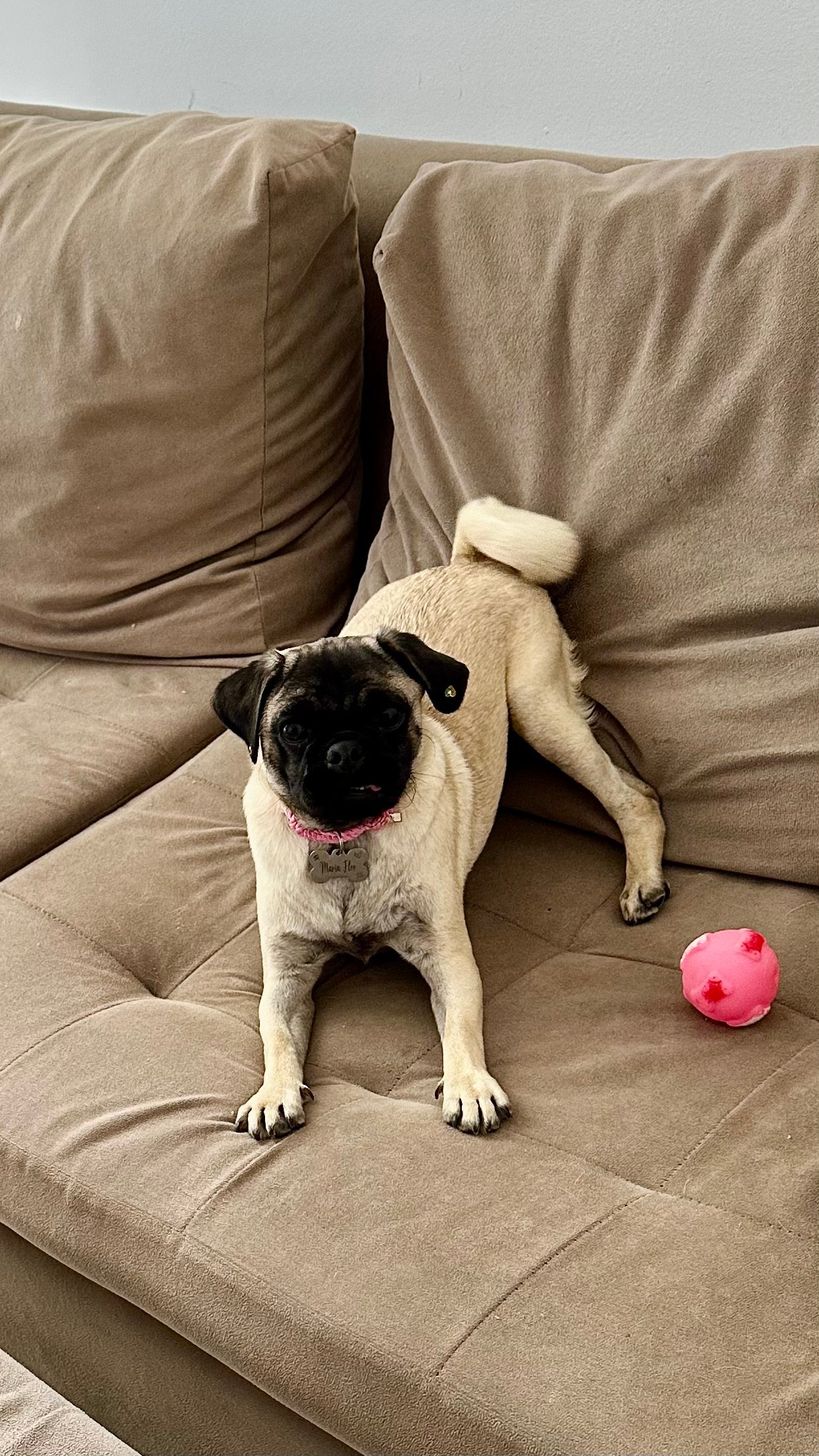 Vendo pug fêmea 