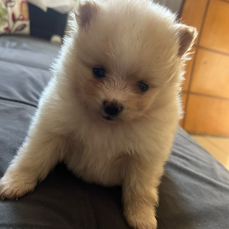 Lindos filhotes de spitz alemão legítimo - Foto 3