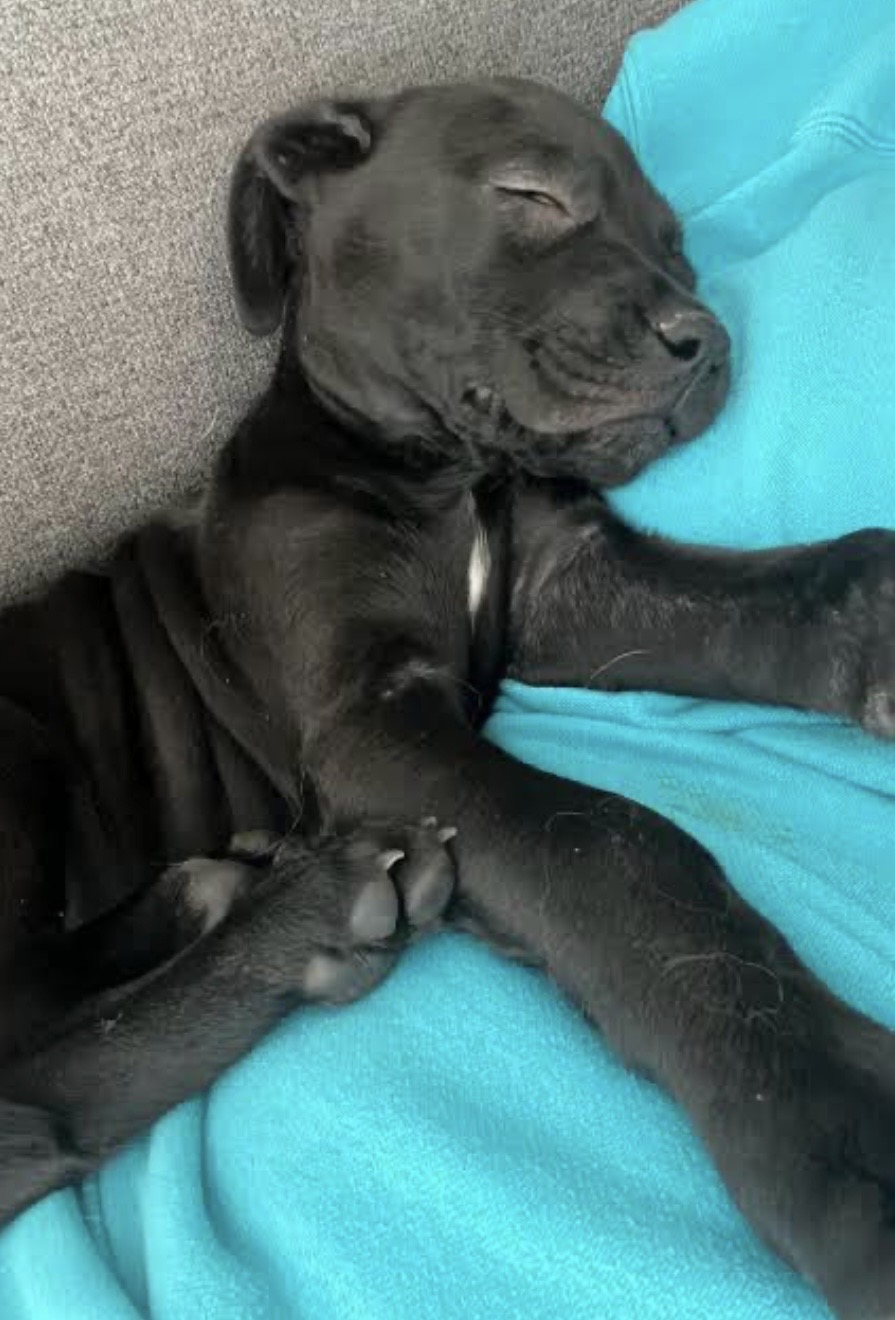 Pitbull fêmea linda e charmosa 