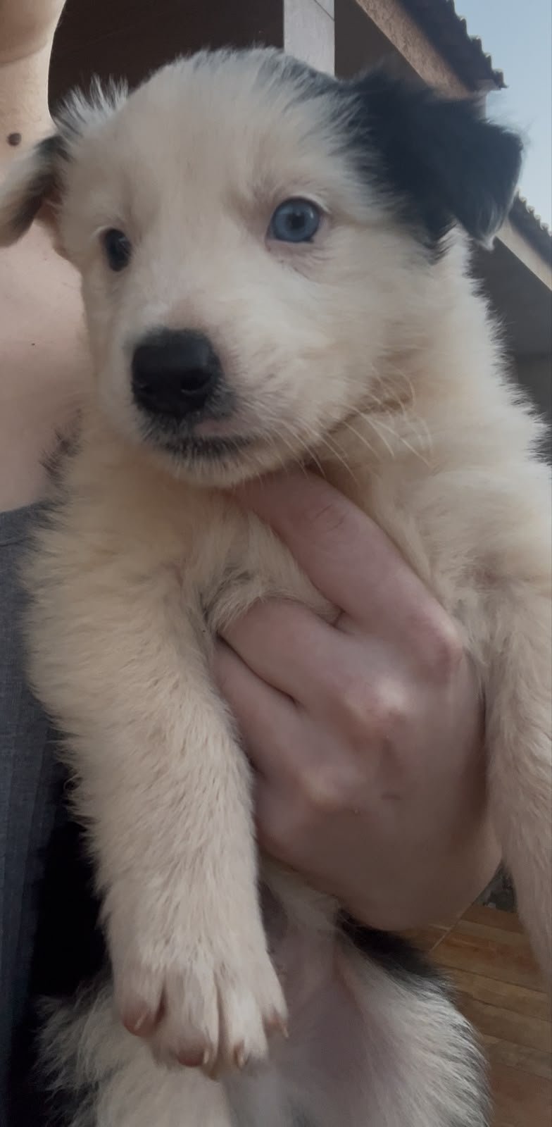 Filhotes de border collie  - Foto 4
