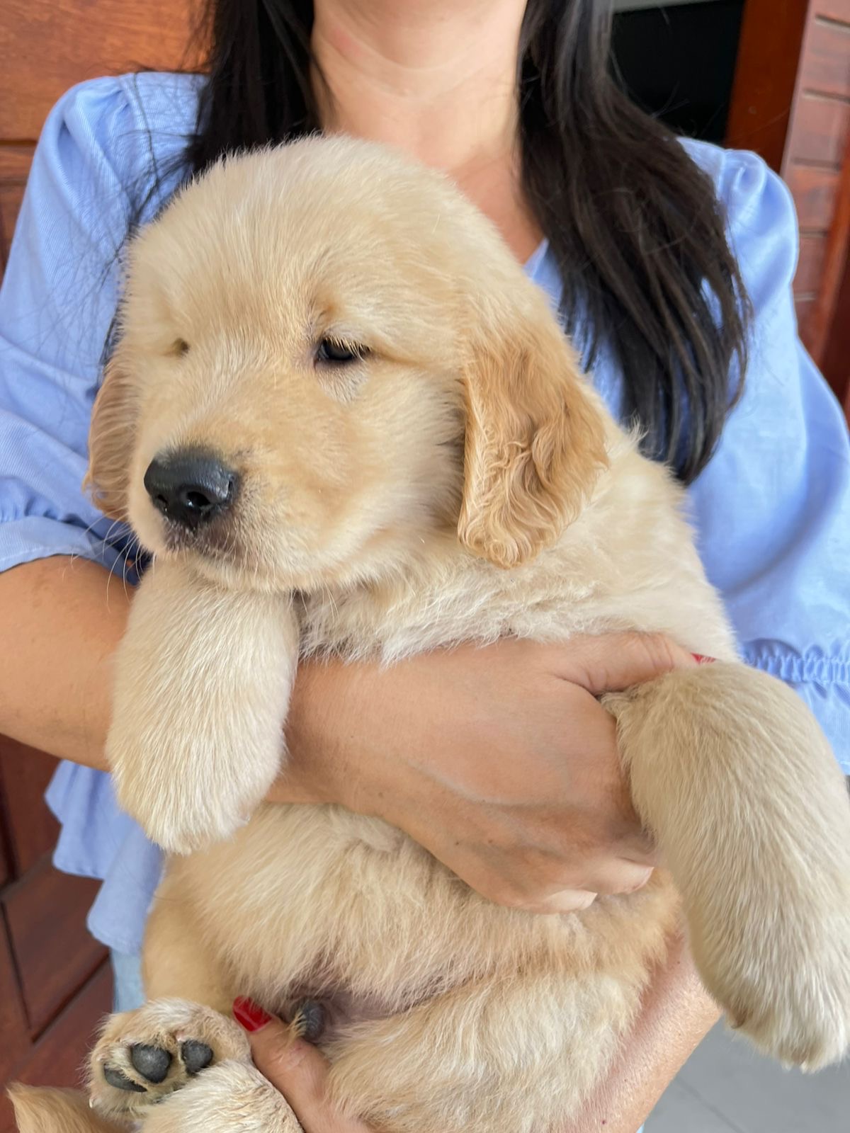 Portal Vendocão Filhote de golden retriever macho disponível vacinado e vermífugado 💛 Maracanaú