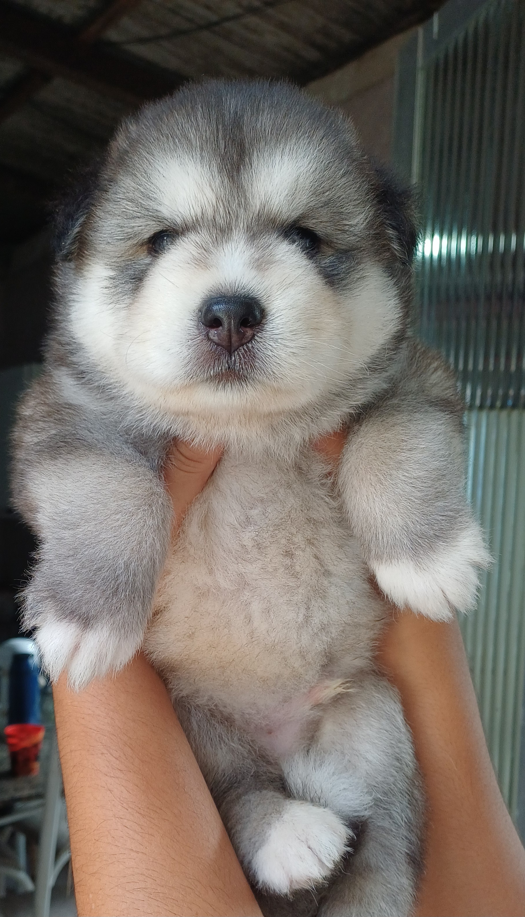 Filhotes de husky siberiano  - Foto 1