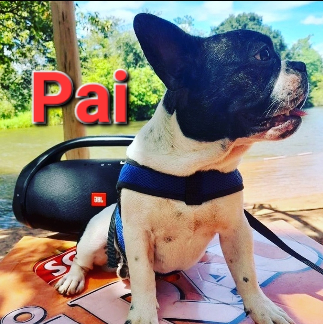 Portal Vendocão Filhotes bulldog francês  Montes claros
