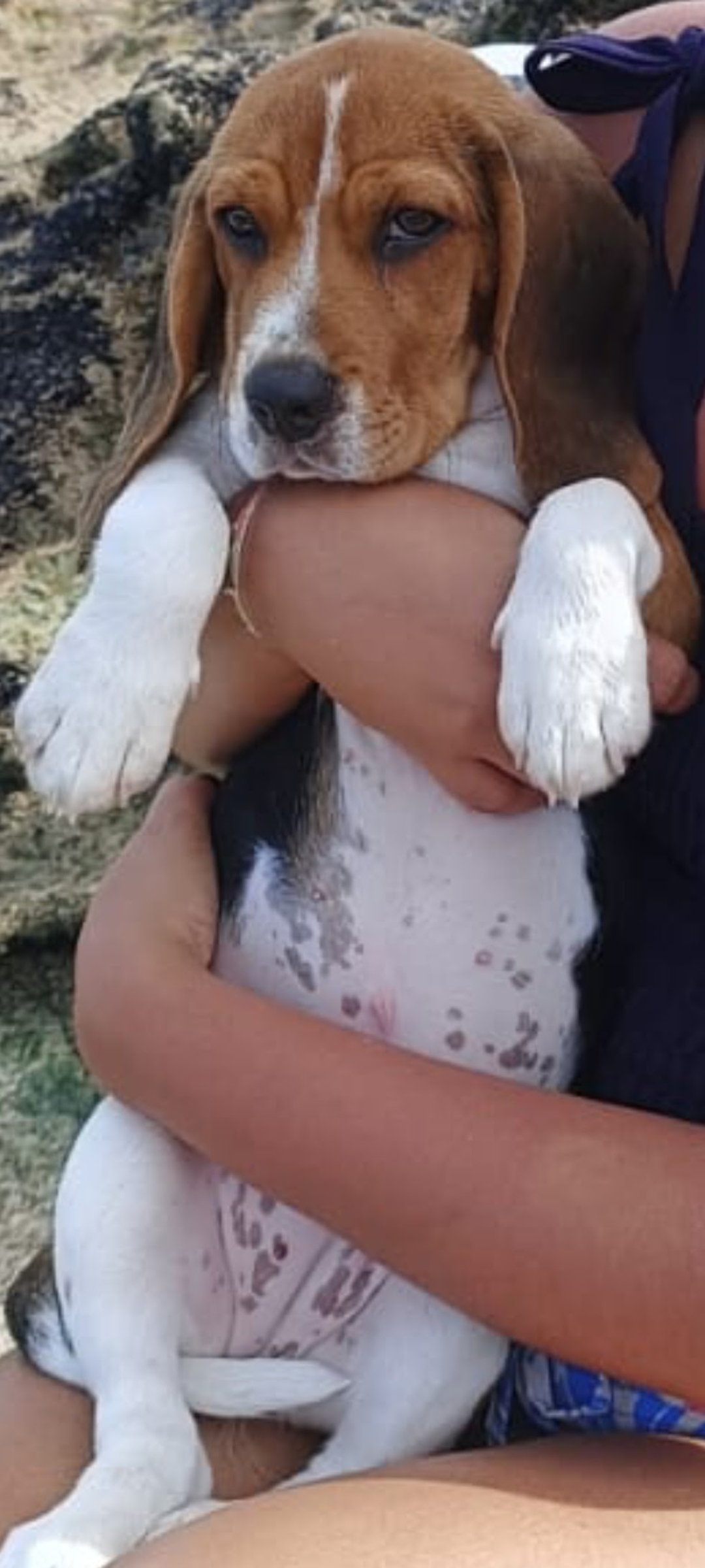 Portal Vendocão Beagle  Jaboatão dos Guararapes