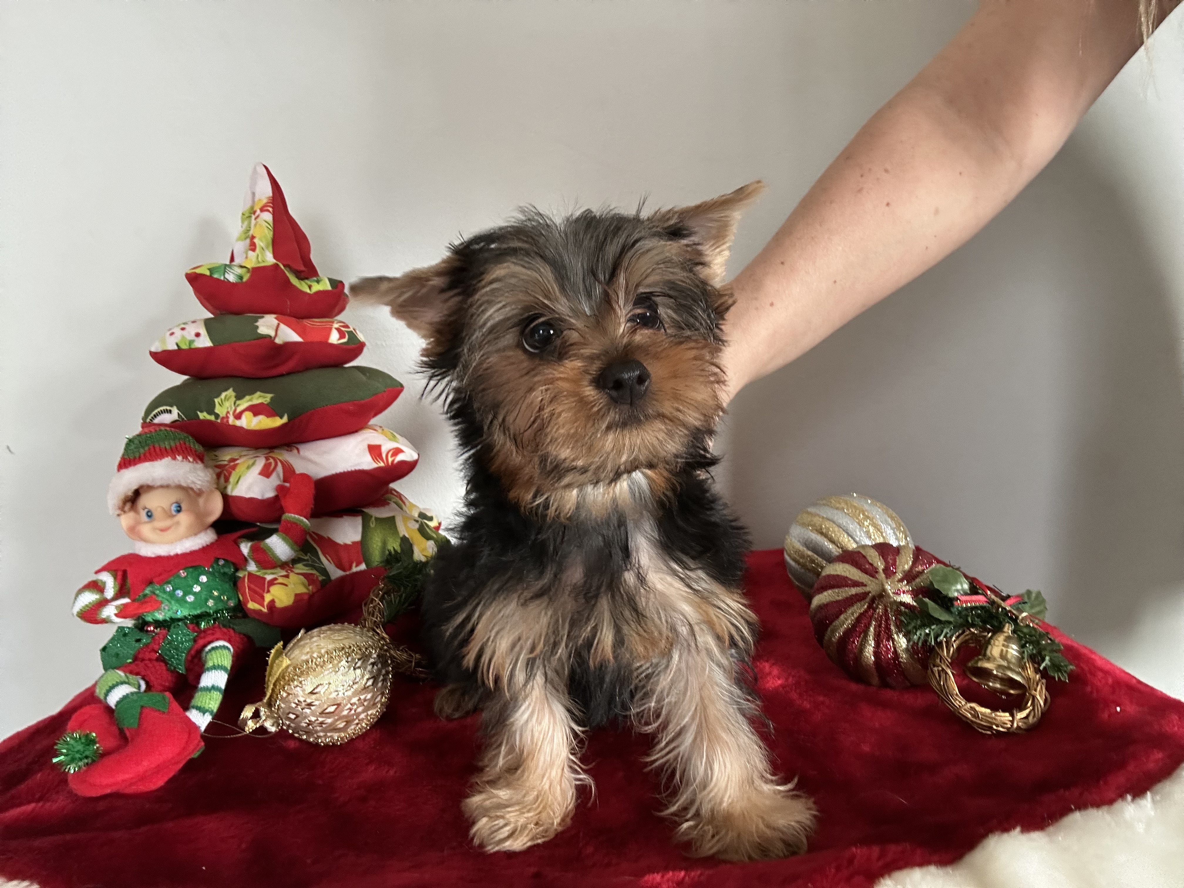 Portal Vendocão Yorkshire Terrier Filhotes Novo Horizonte