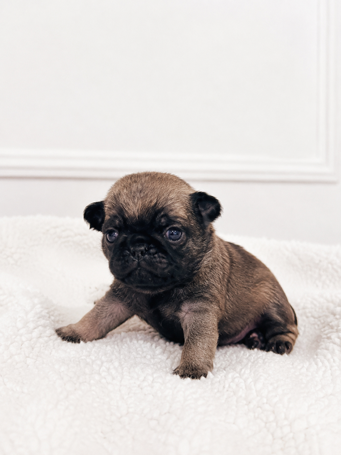 Filhotes de pug disponíveis - Foto 3