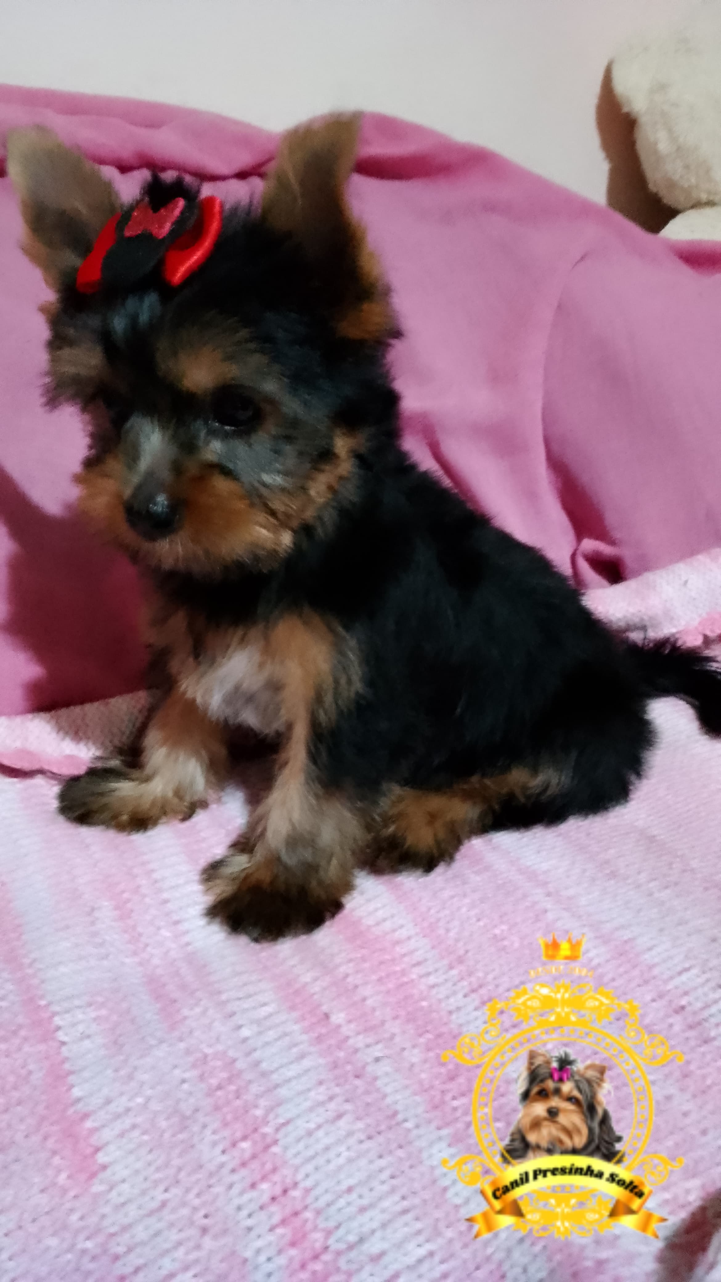 Portal Vendocão Yorkinha a pronta entrega  São Bernardo do Campo