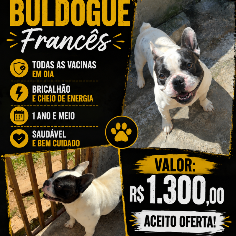Bulldogue frances
