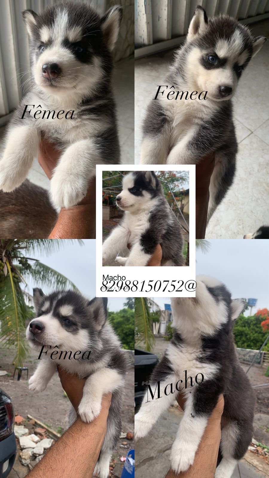 Filhote de cachorro husky  - Foto 1