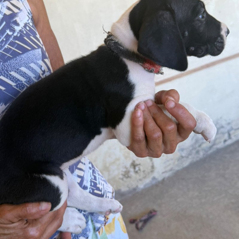 Lindos Filhotes de Dogue Alemão