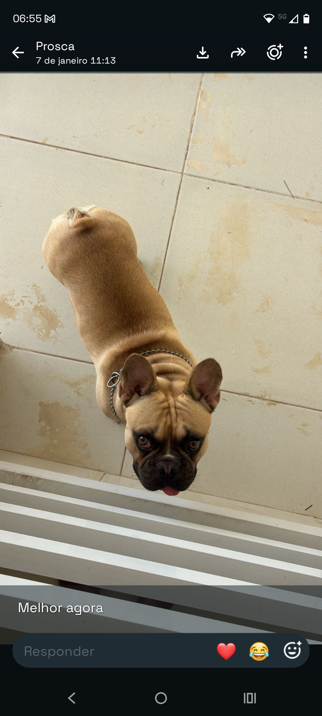 Lindo Bulldog Francês - Foto 3