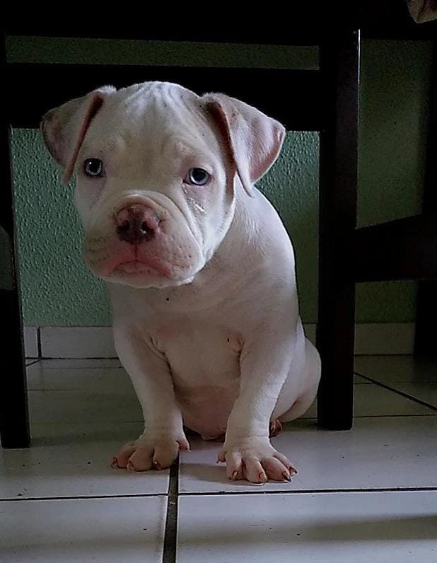 American Bully Merlin macho
