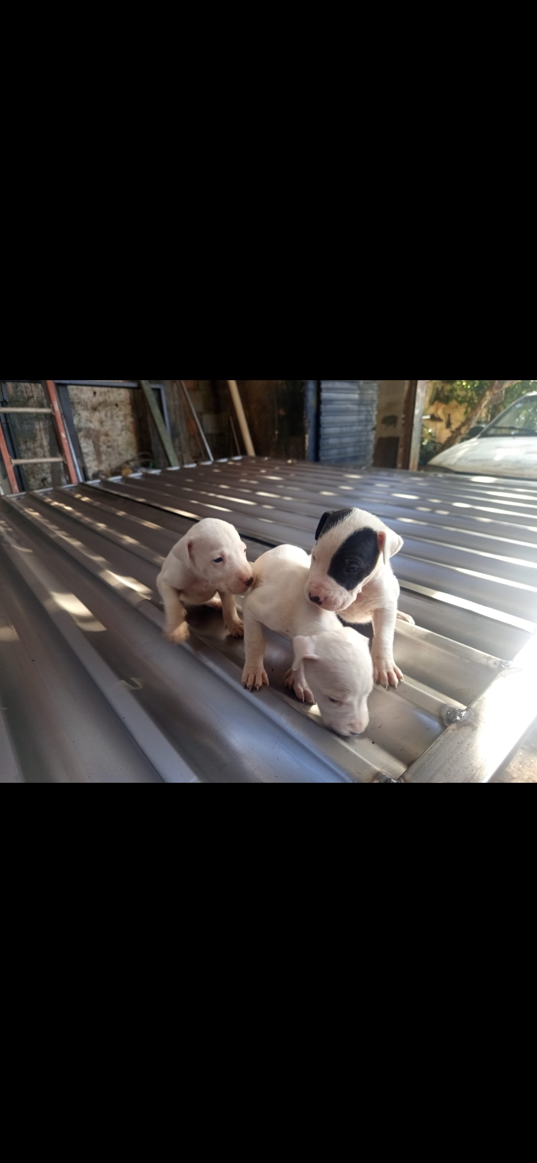 Dog argentino  vigia e cão guia faz sua segurança  - Foto 2