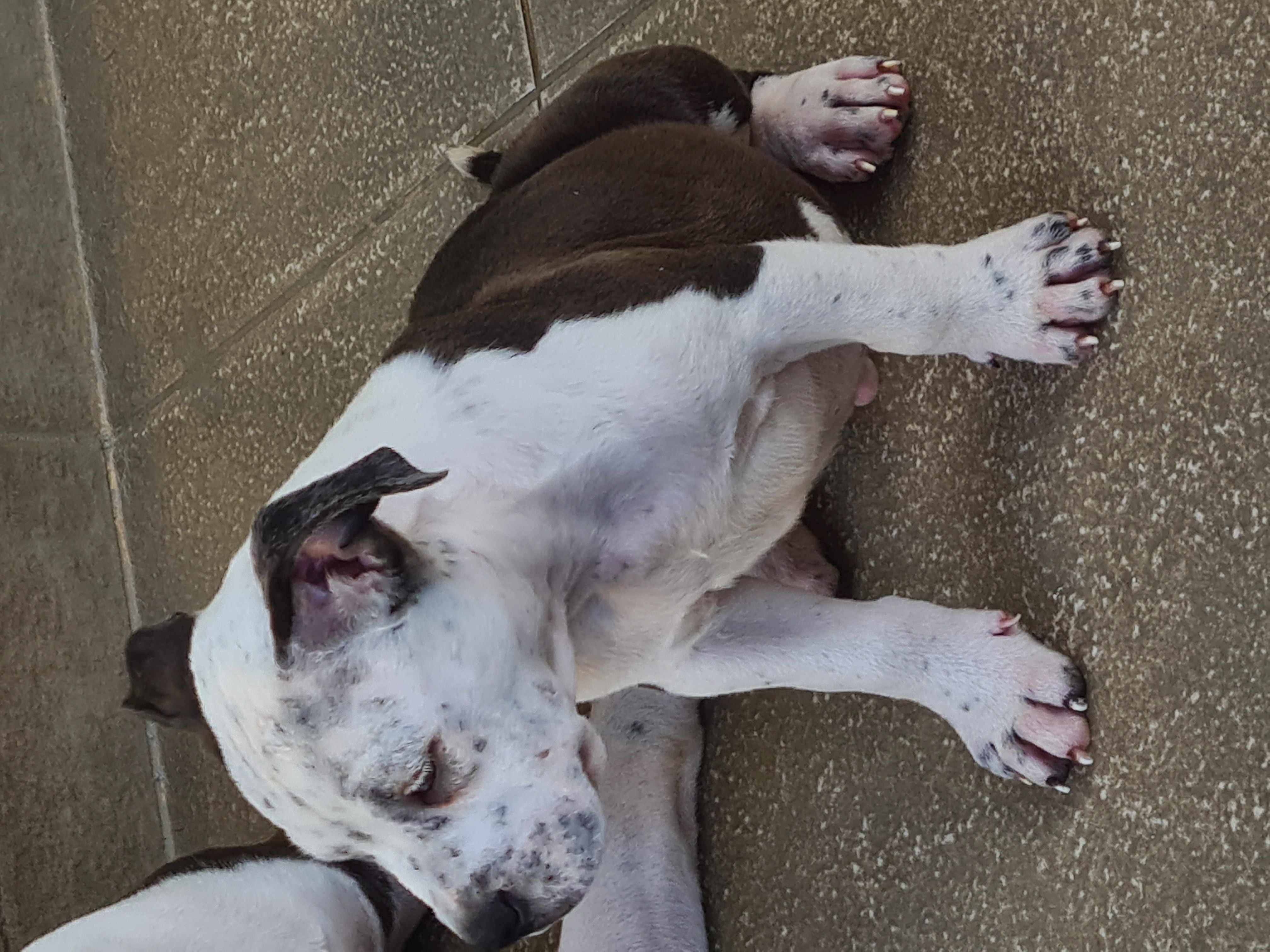 Portal Vendocão Filhotes de American Bully Vila Velha