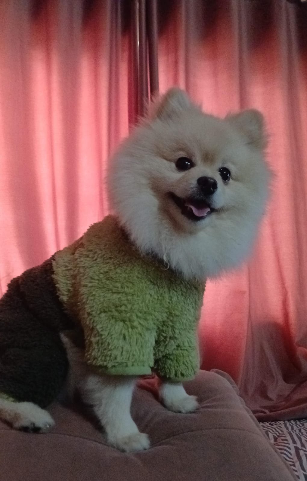 Lulu da Pomerânia disponível  - Foto 1
