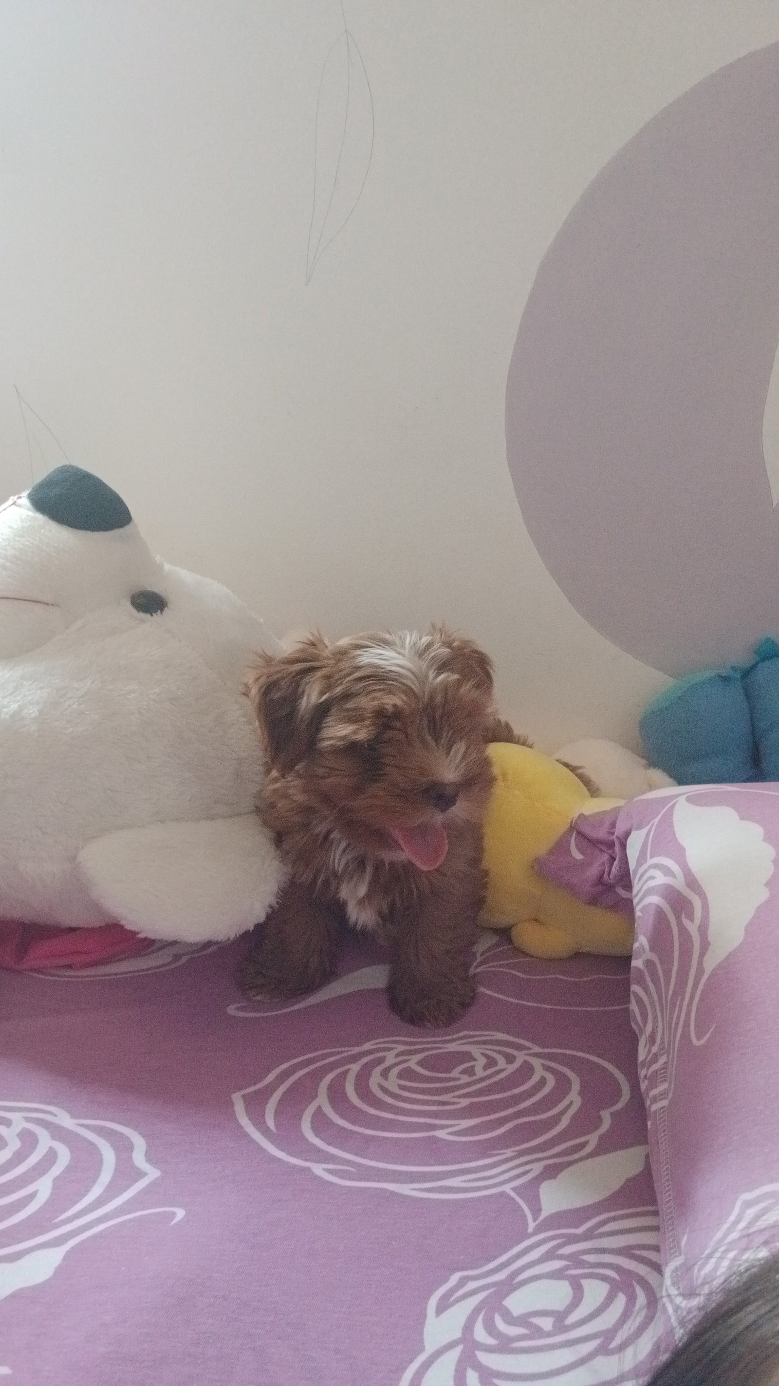 Vendo filhote de Shihtzu macho - Foto 1