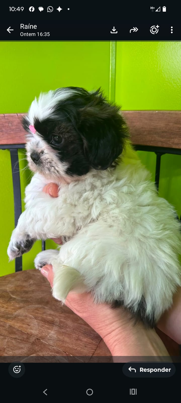 Shitszu, lindo e ótimo temperamento!  - Foto 3