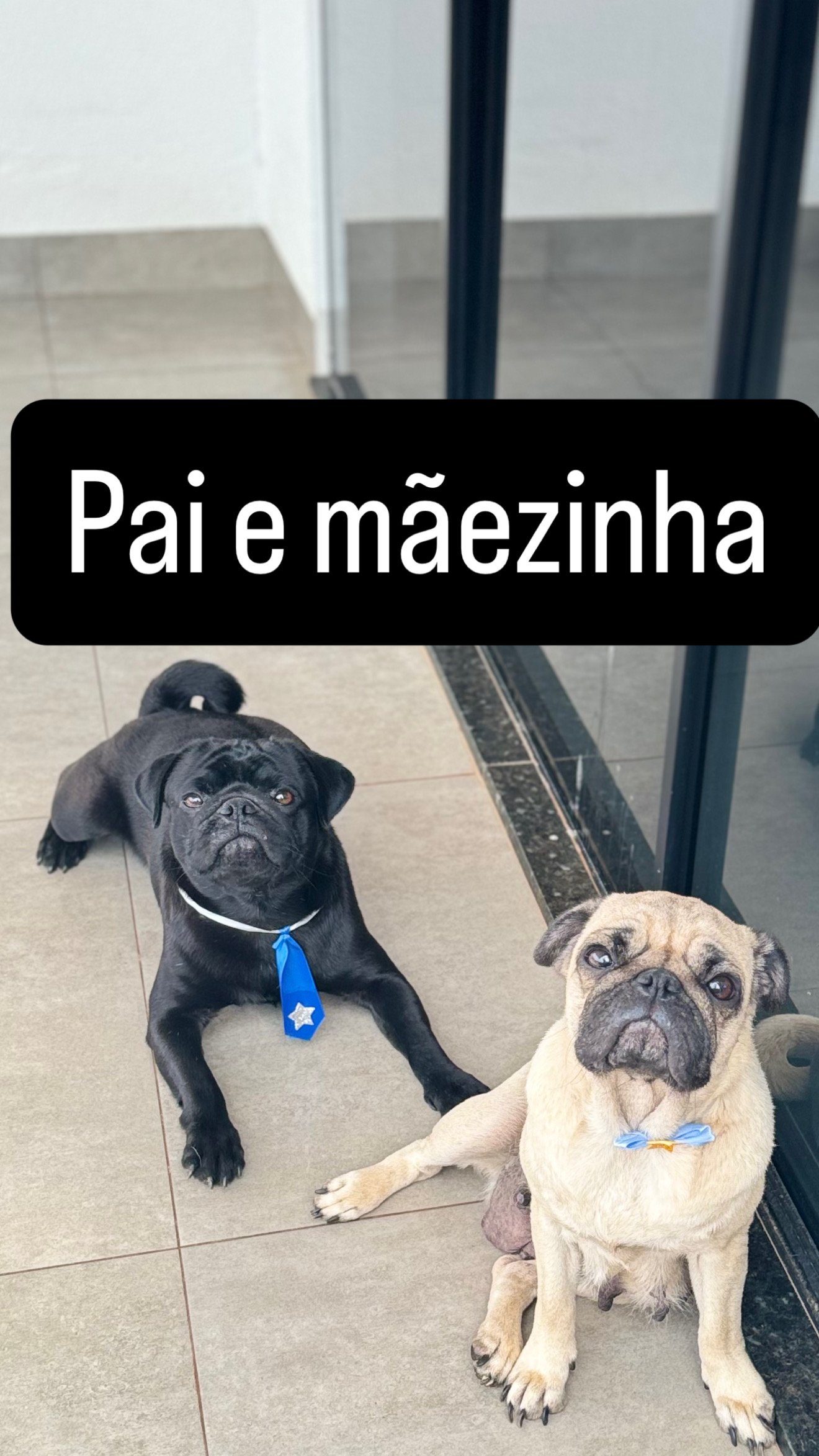 Filhotes de PUG