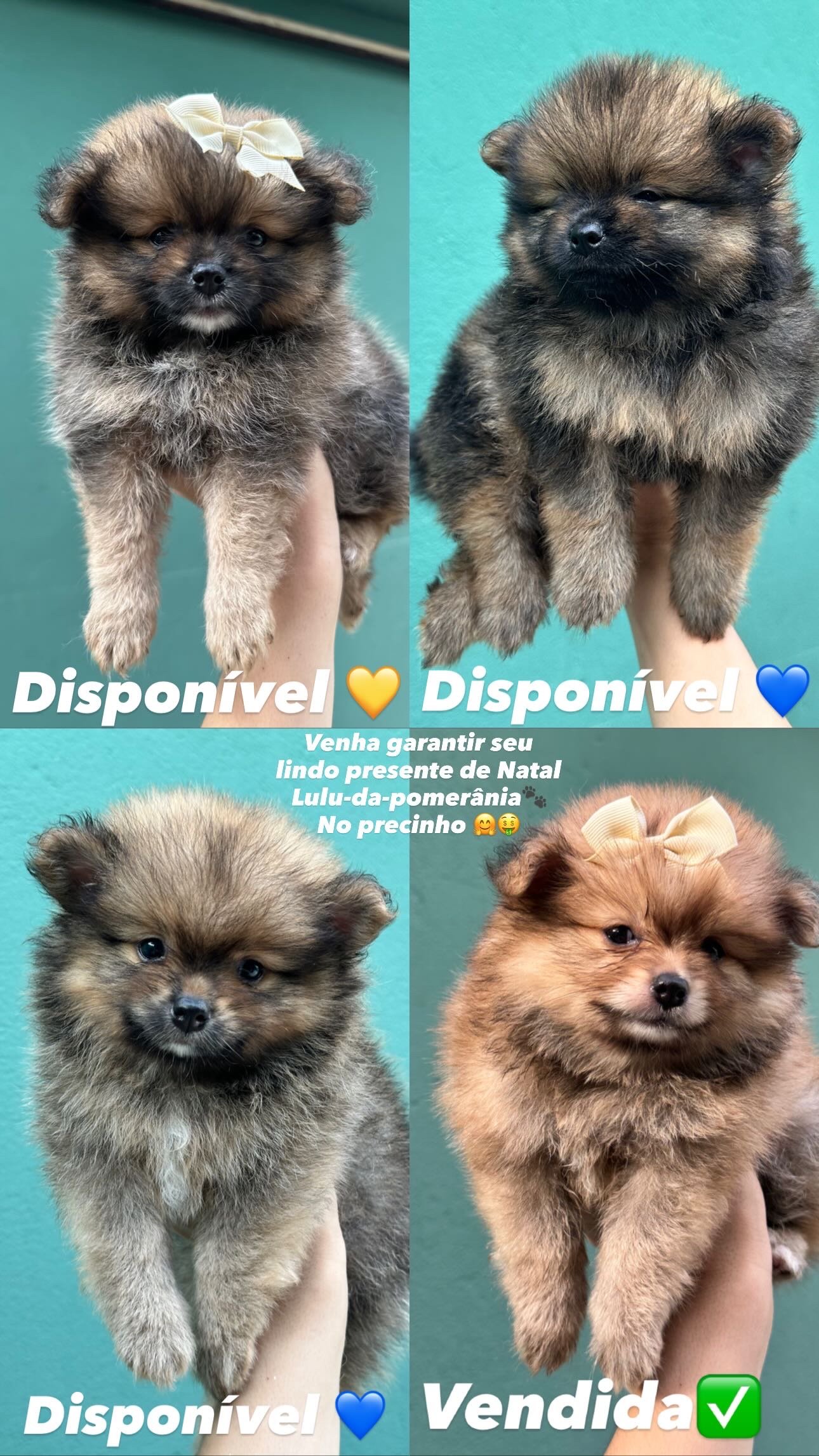 Spitz alemão  - Foto 1