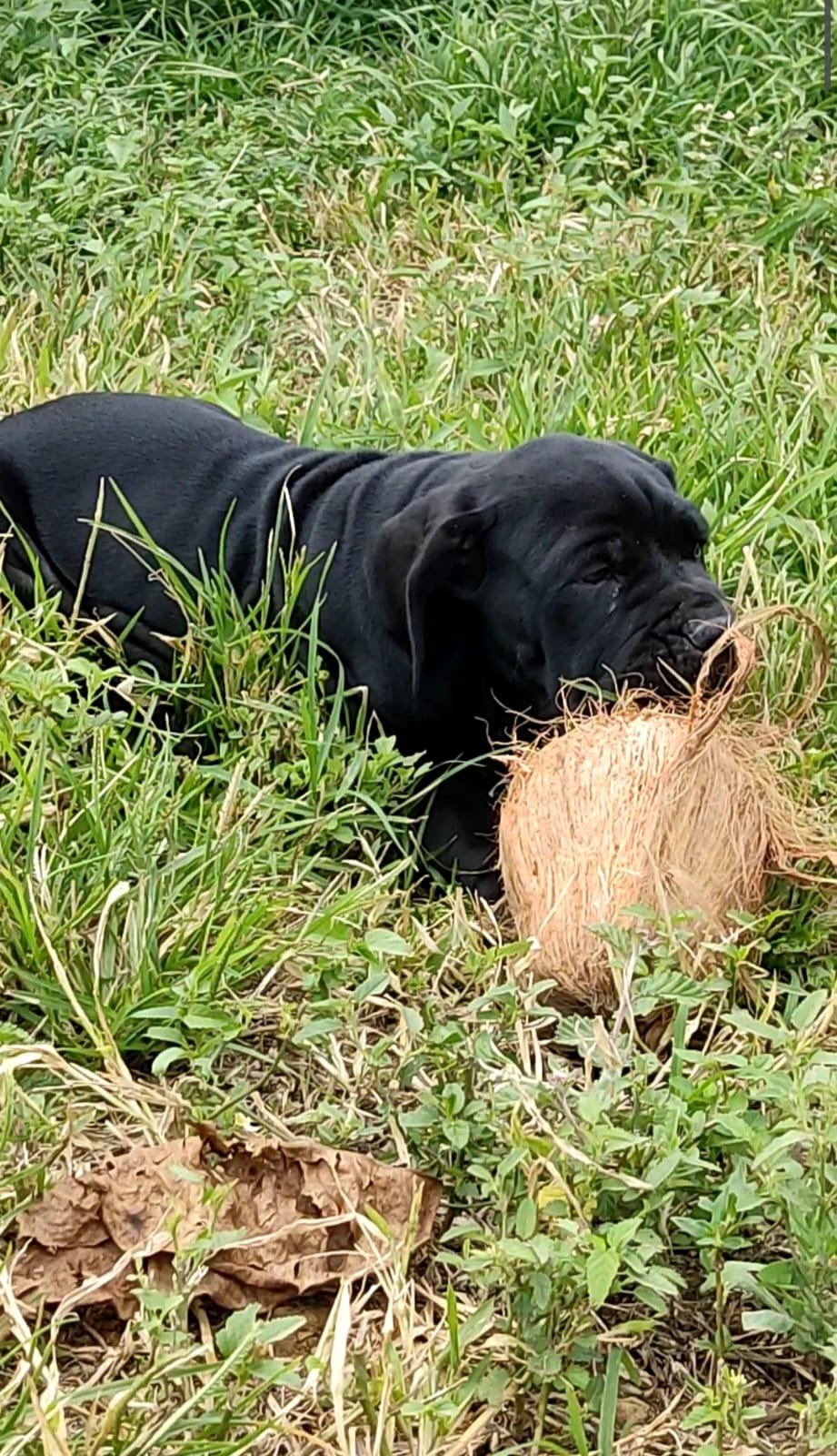 Lindos filhotes de fila Brasileiro - Foto 3