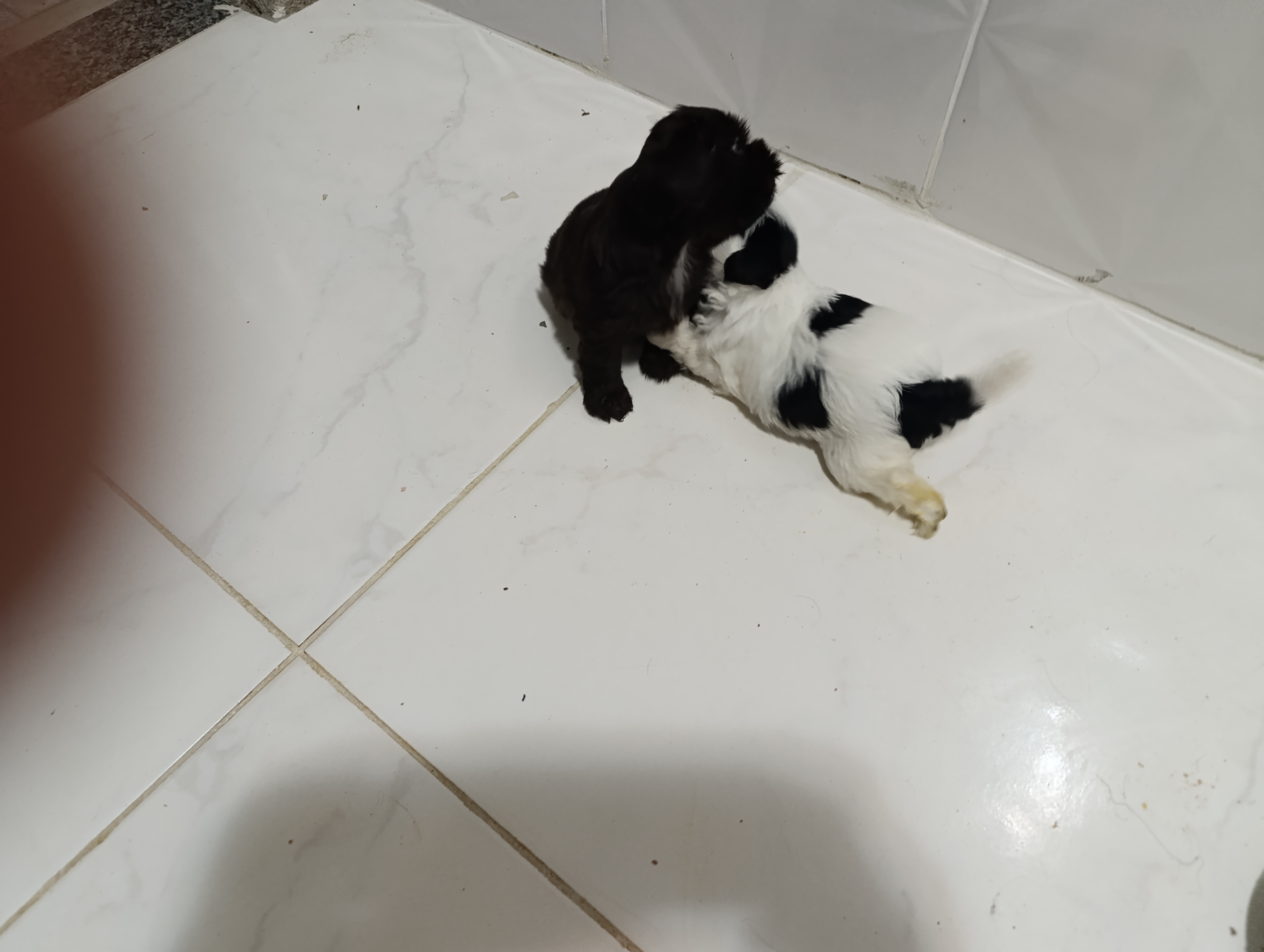 Lindos filhotes de Shitzu  - Foto 1