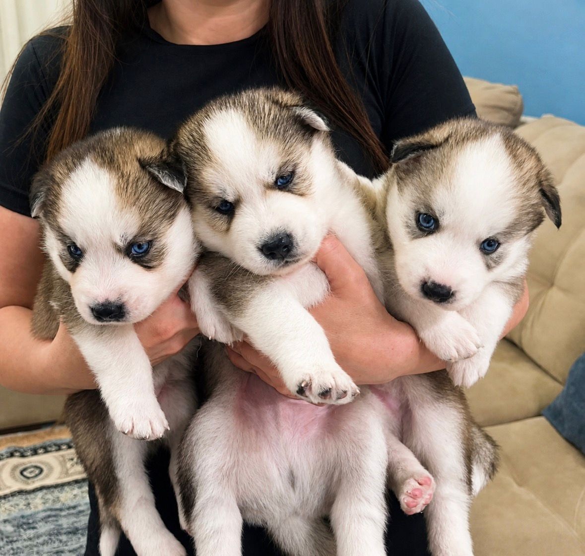Husky Siberiano - Foto 2