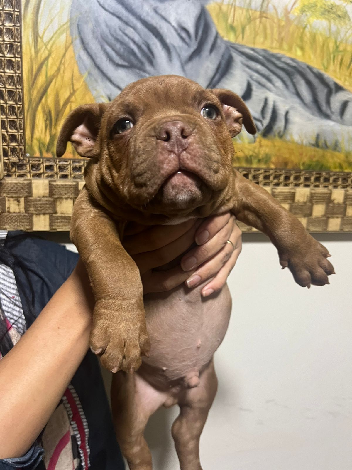 Portal Vendocão American bully  Jaguariaíva