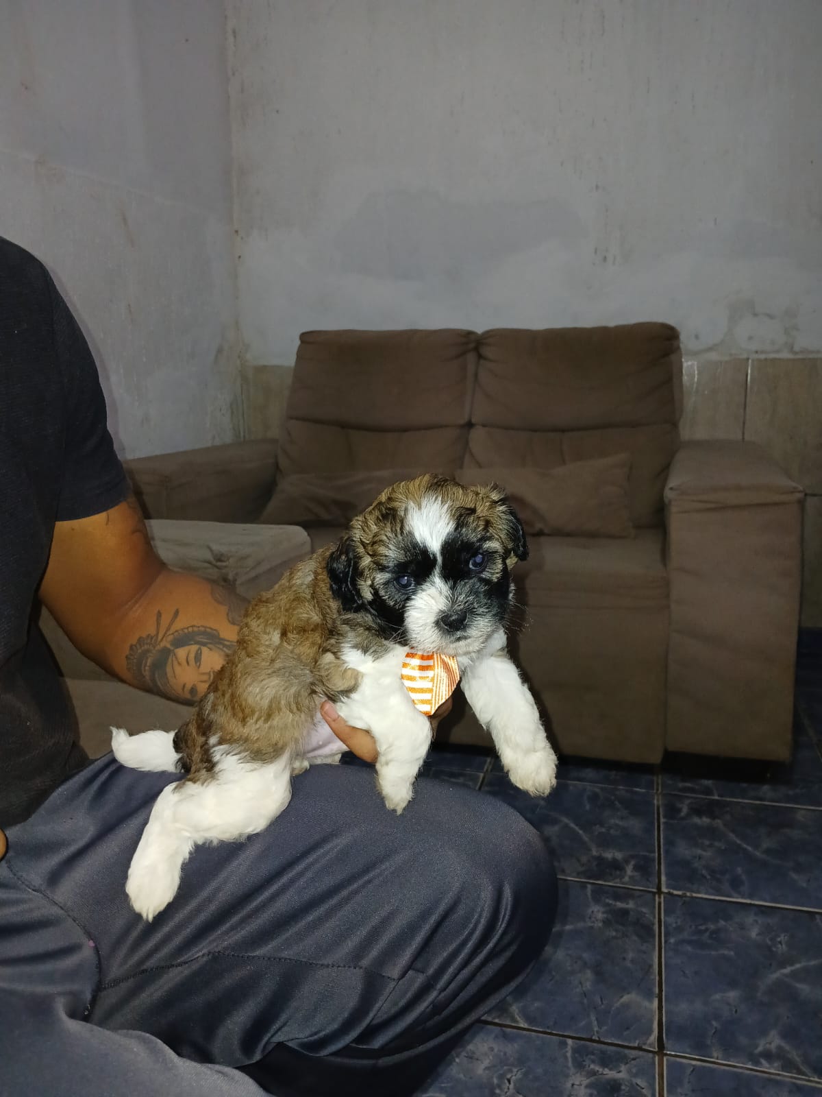 Portal Vendocão Filhotes de Lhasa apso  Recanto das Emas 