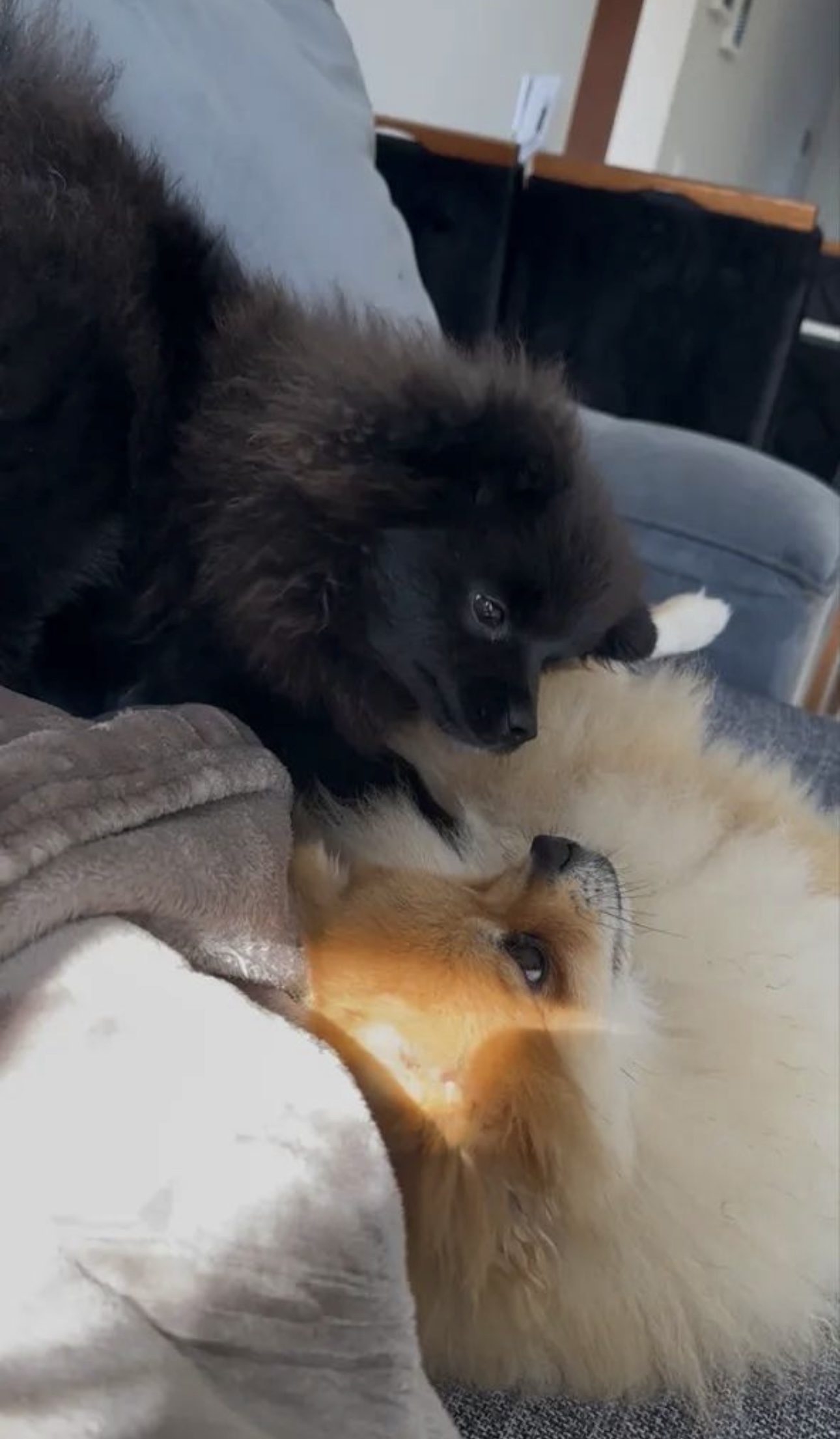 Lulu da pomerania (femea filhote) - Foto 5
