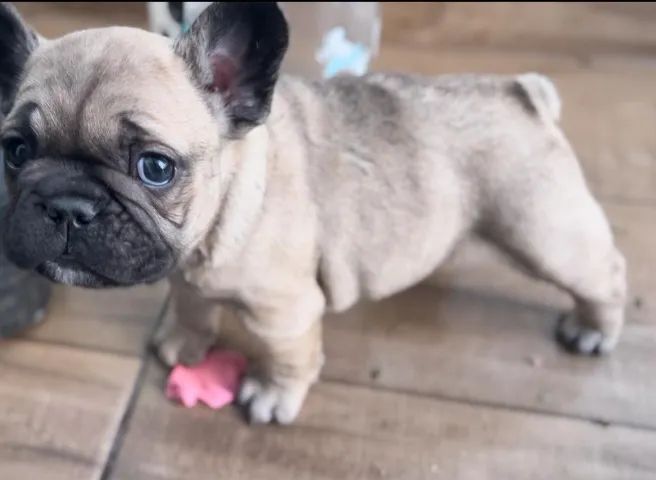 Portal Vendocão Filhote de Bulldog Francês, Lilac, Fawn Sable, Exótico PORTO ALEGRE