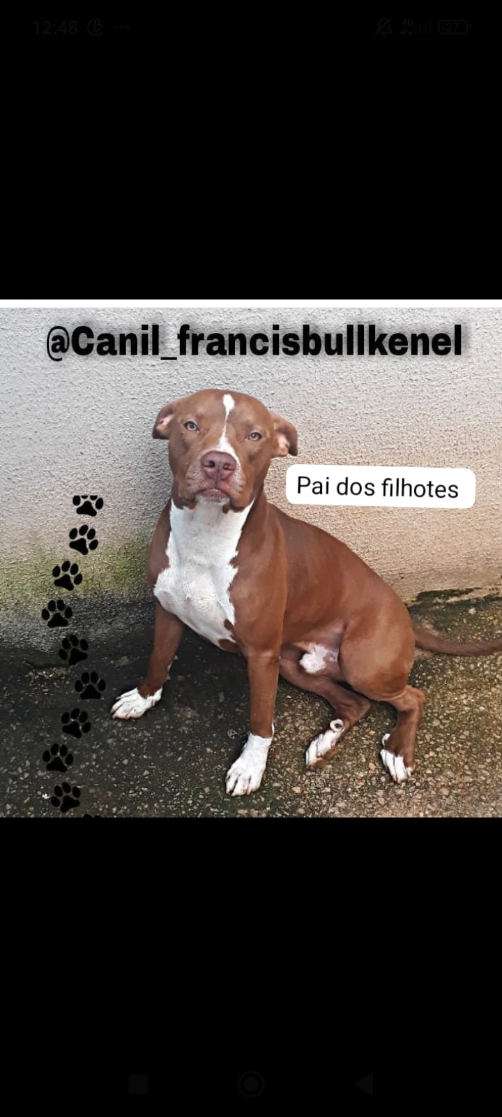 Portal Vendocão Vendo filhotes de Pitbull , 36 dias de vida já está comendo ração, já estão vermifugados Aparecida de Goiânia