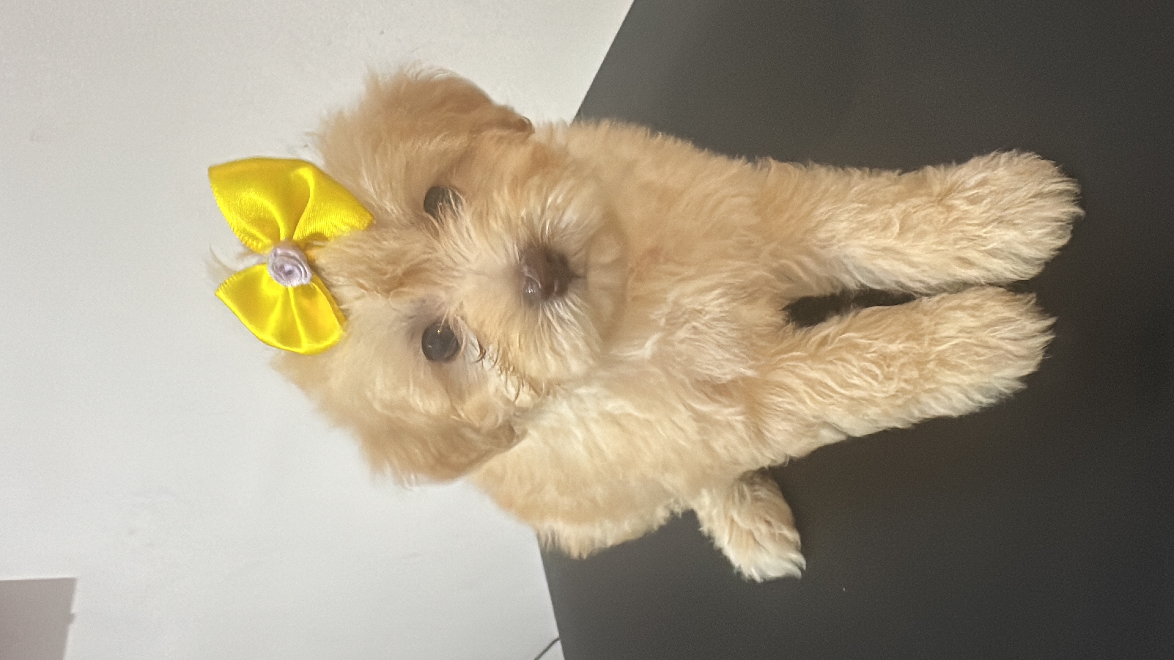 Portal Vendocão Cachorro filhote  Rio De Janeiro