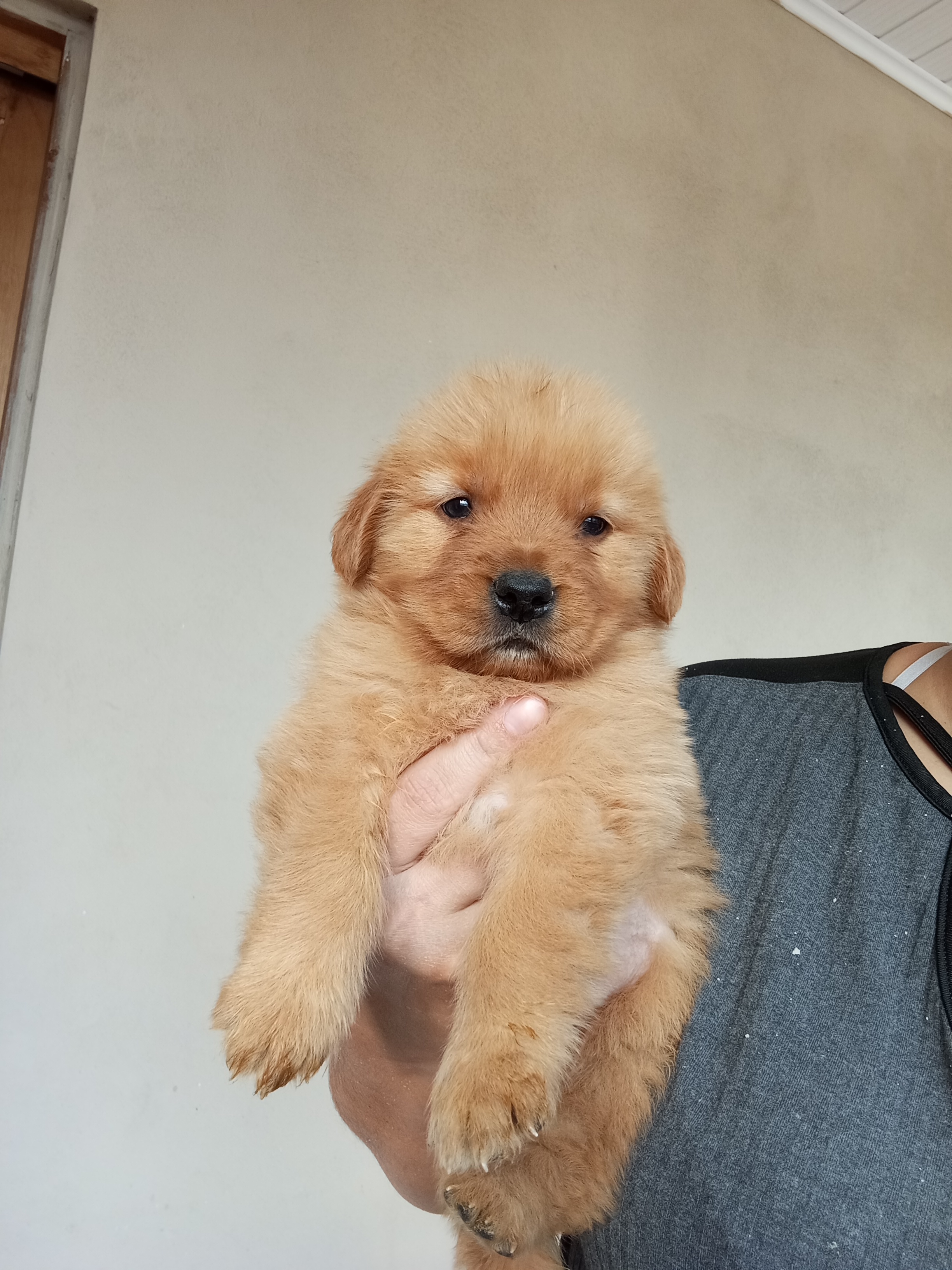Portal Vendocão Golden Retriever  Novo Hamburgo 