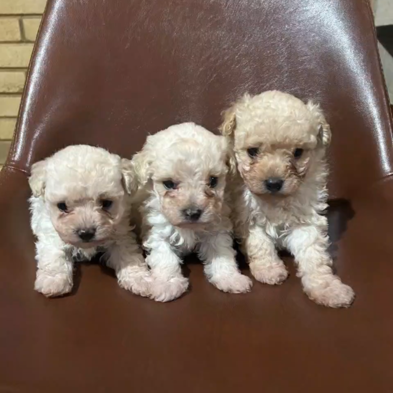 Filhote poodle macho