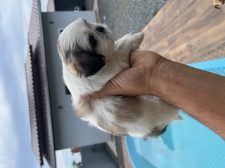 Portal Vendocão Filhotes machinhos prontos para entrega BARRA VELHA