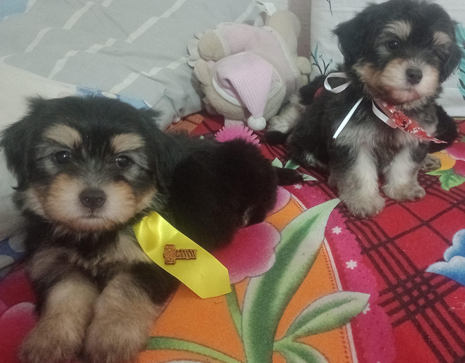 Portal Vendocão Cachorros Lhasa Apso  Paulista 