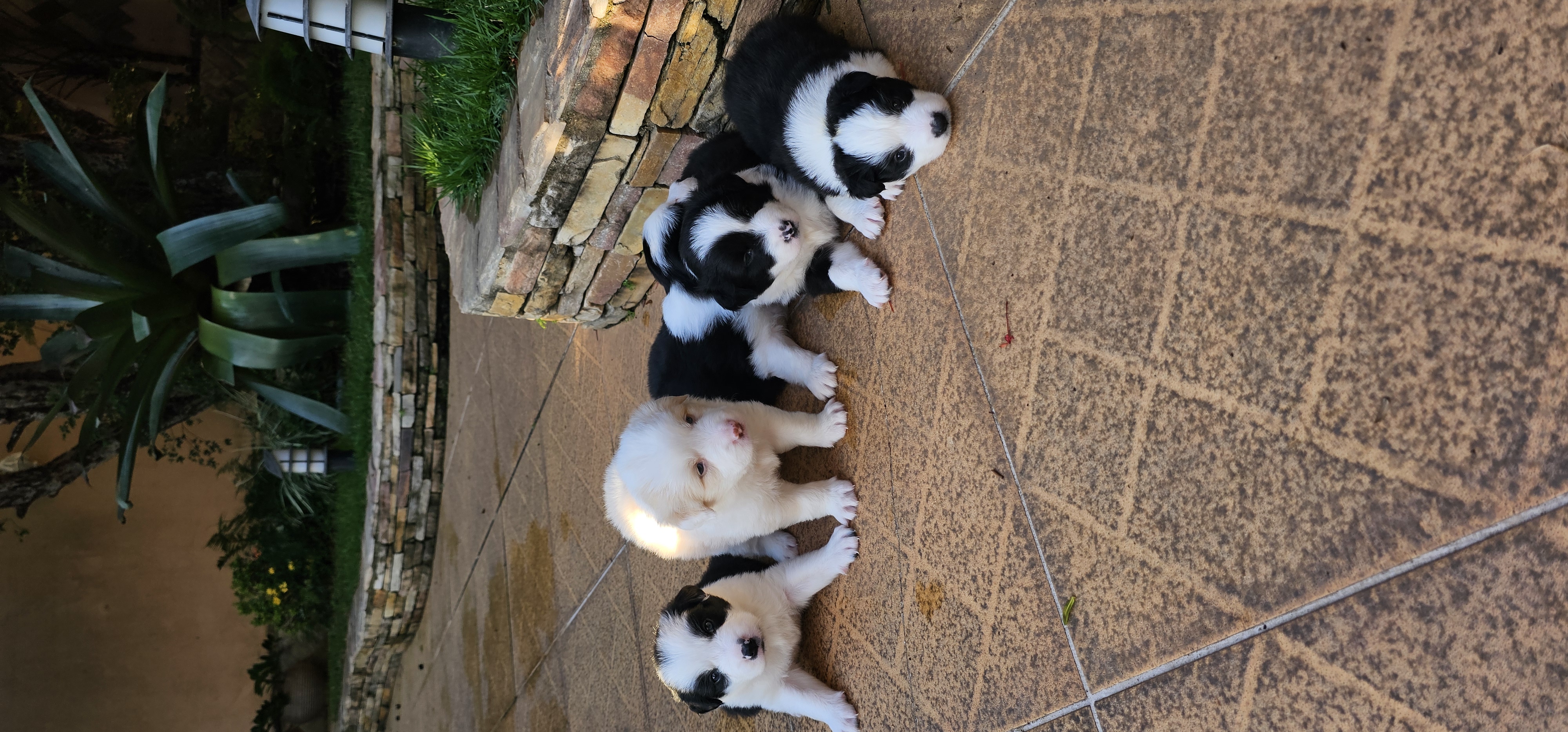 Portal Vendocão Filhotes de Border Collie com pedigree  ESMERALDAS