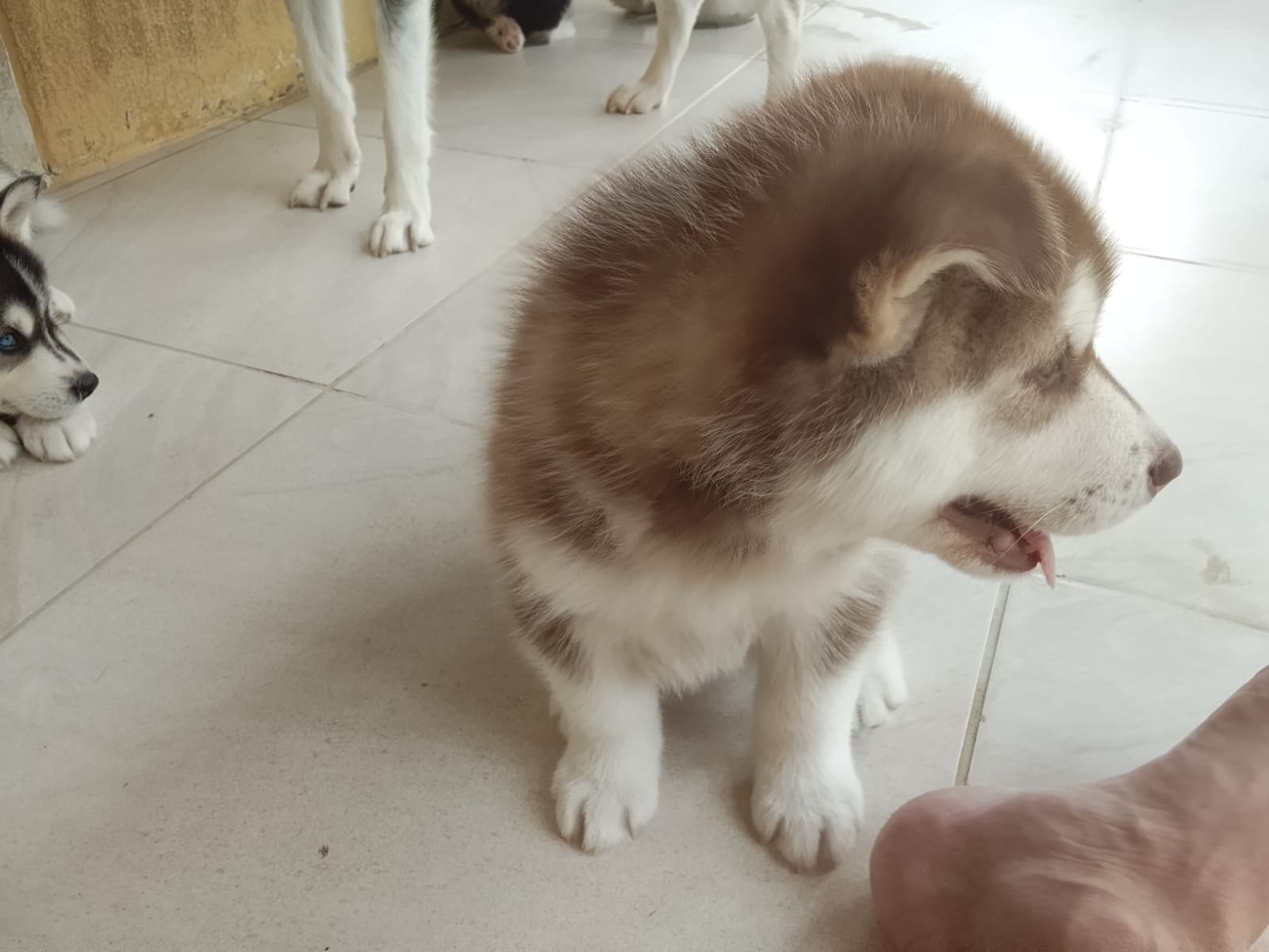 Portal Vendocão Veda de filhotes de Husky Siberiano  Camaçari 