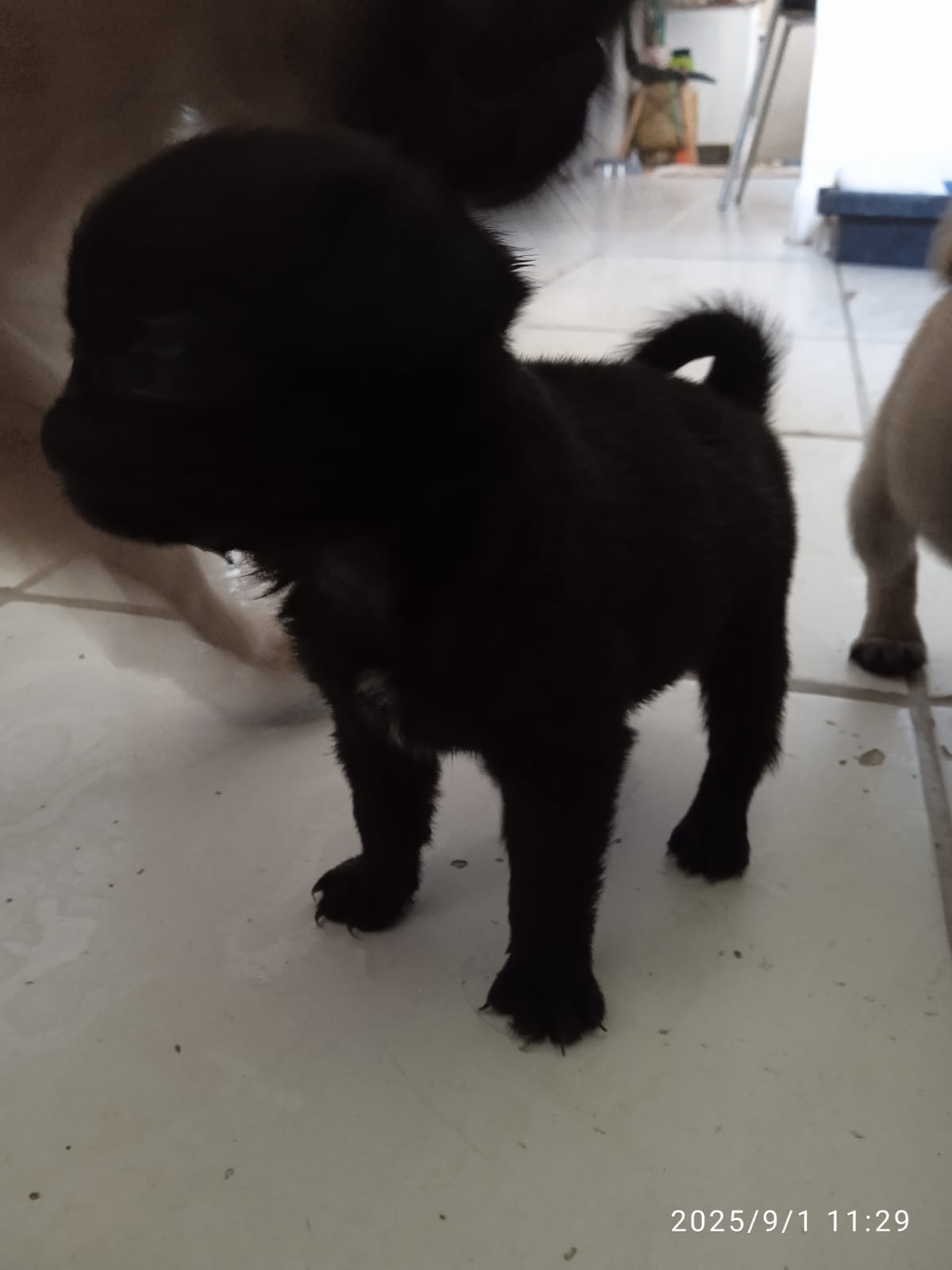 Portal Vendocão Pug macho  45 dias  Maceió