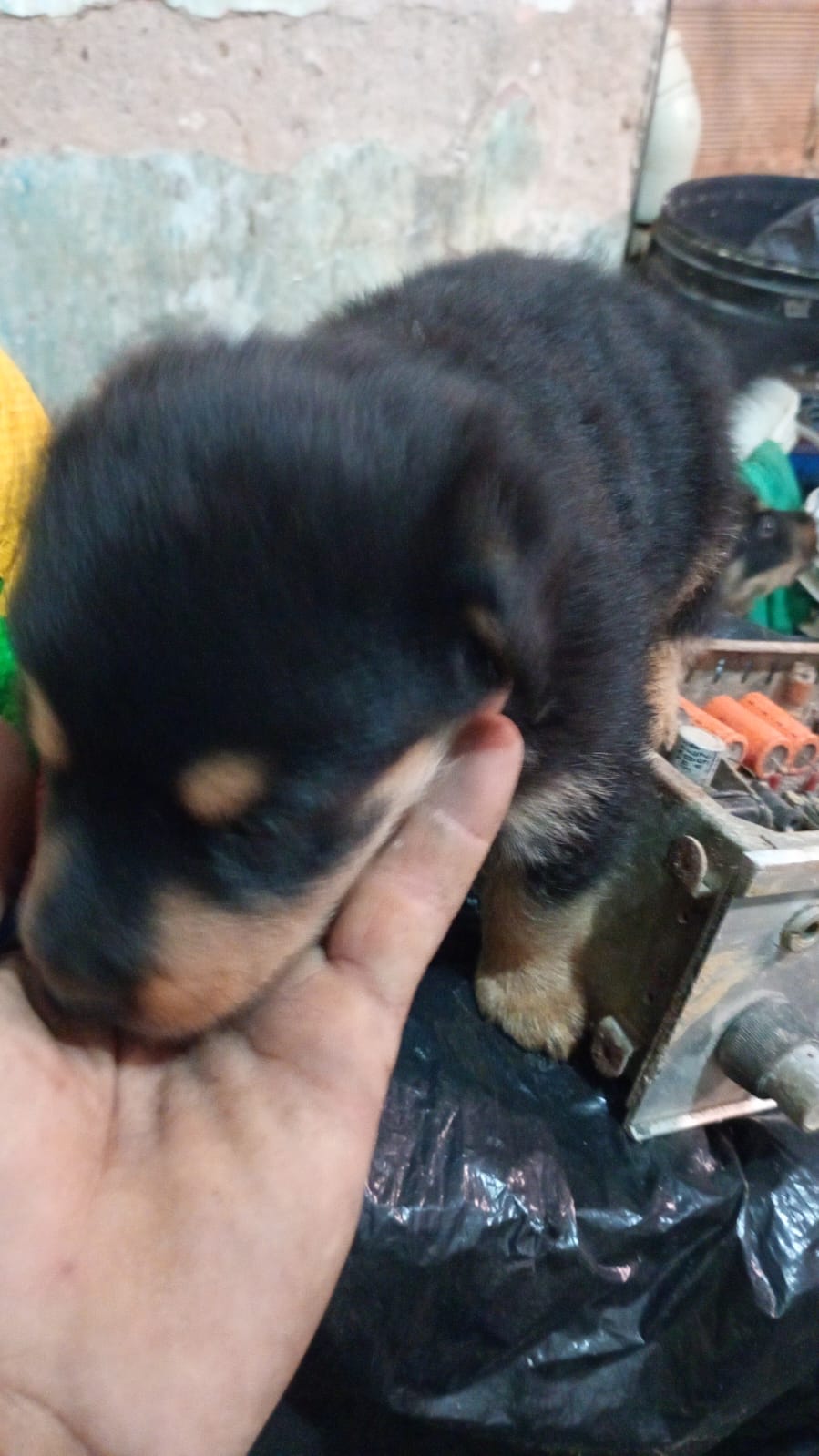 Portal Vendocão Filhote de Rottweiler 