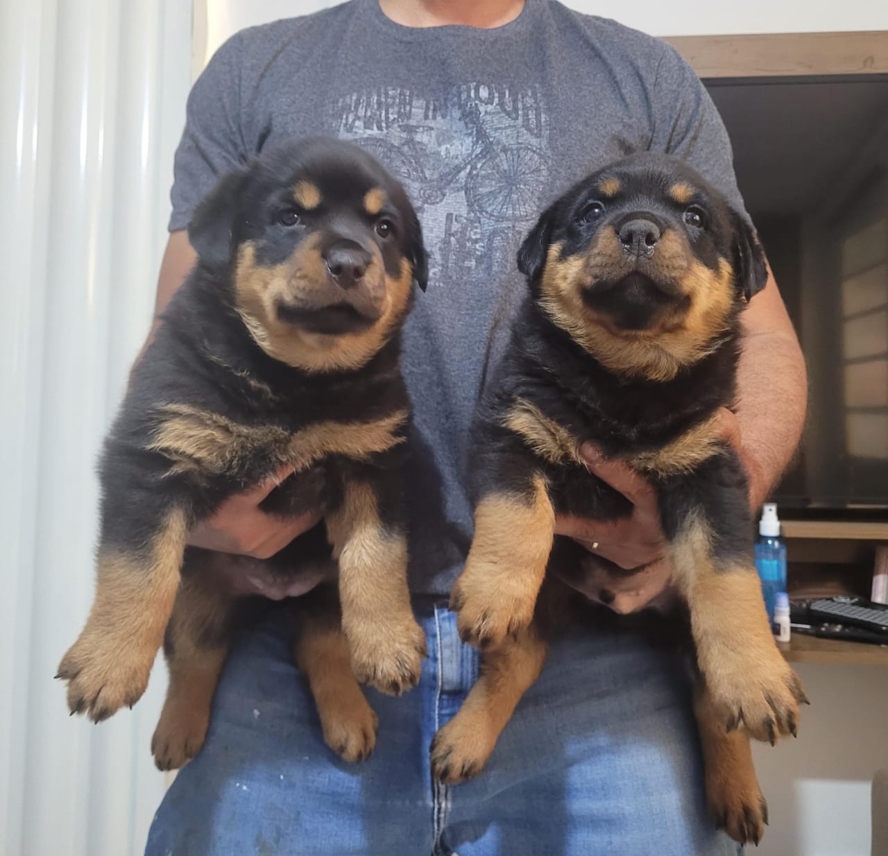 Portal Vendocão Filhotes de Rottweiller Cassia