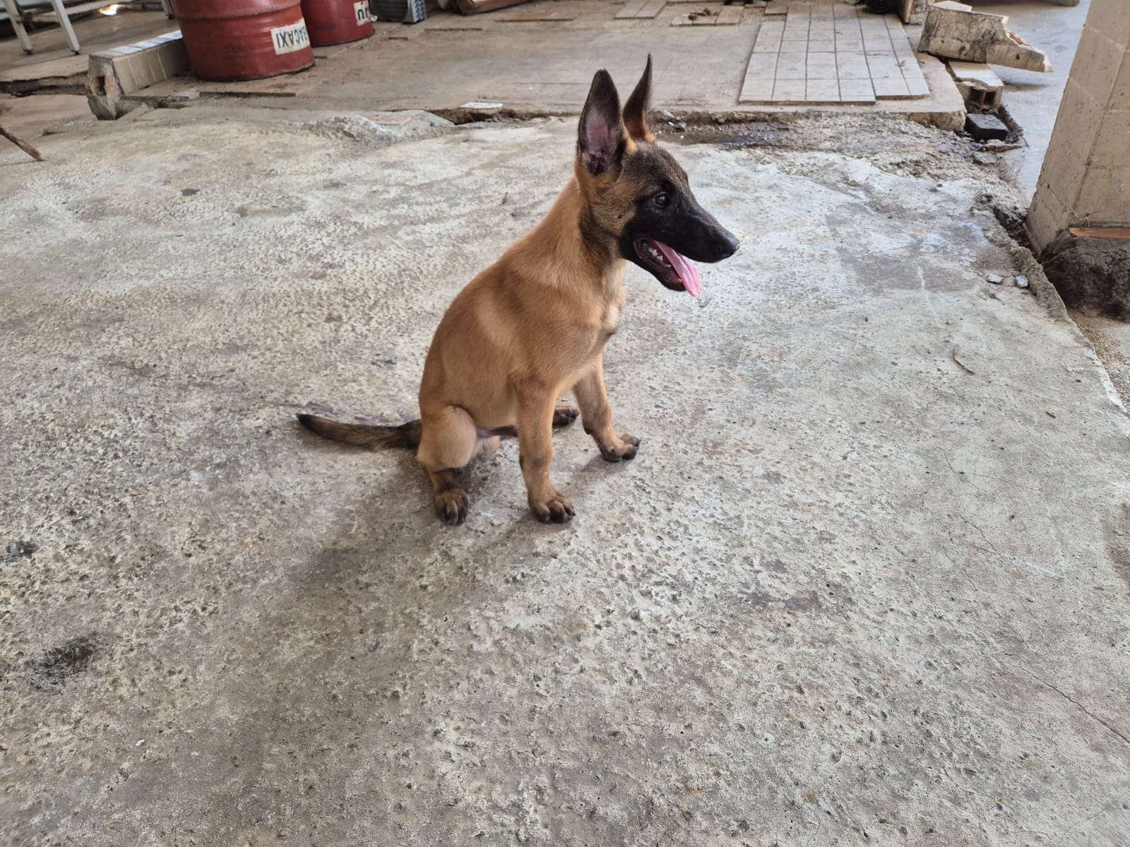 Pastor Belga Malinois disponíveis! - Foto 4