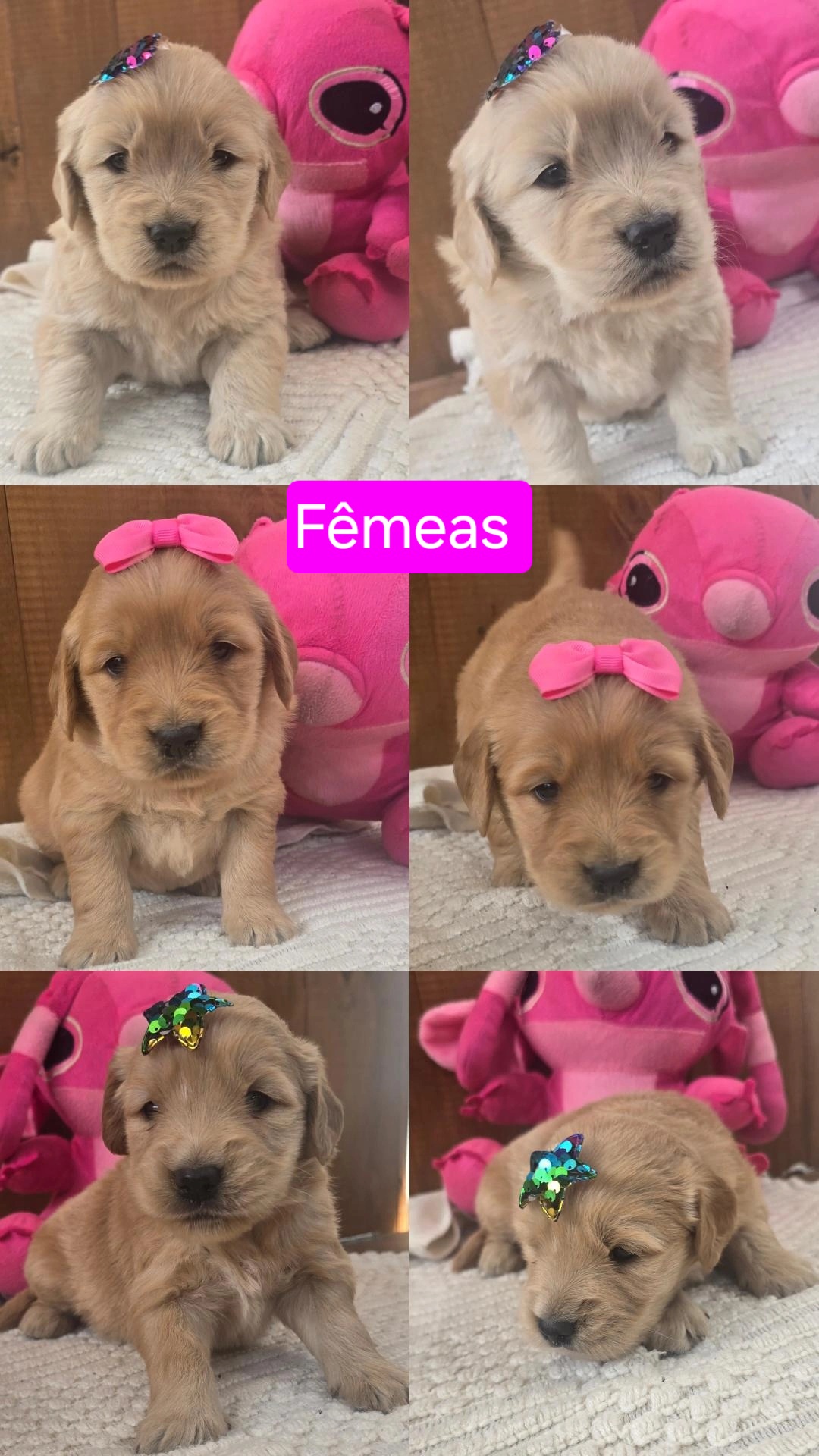 Portal Vendocão LINDOS FILHOTES DE GOLDEN RETRIEVER  Belo Horizonte