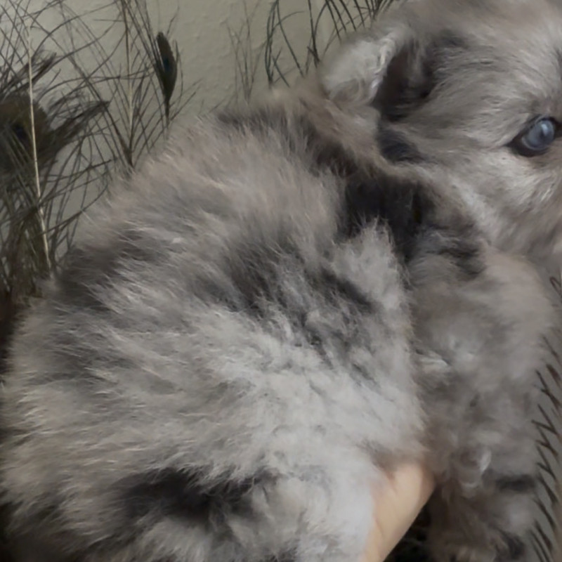 Blue Merle + Olhos Azuis + Pedigree = Perfeição! Um filhote raríssimo, focinho curto, genética de excelência em um só filhote, de beleza incomparável, esperando pela família ideal. Pedigree garantido. Parcelamos em até 10 vezes - Foto 5