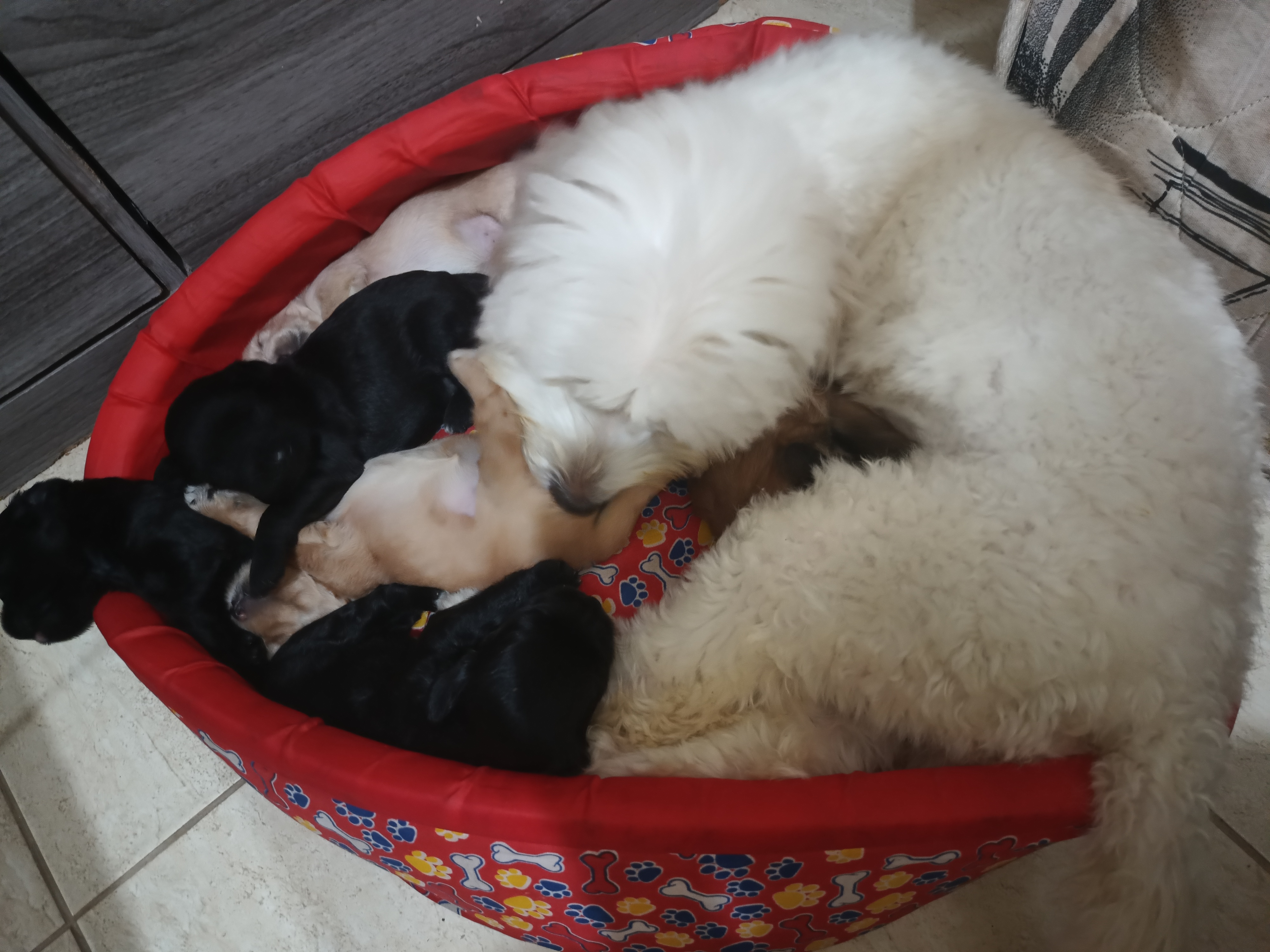 Portal Vendocão Cãozinhos  Salvador