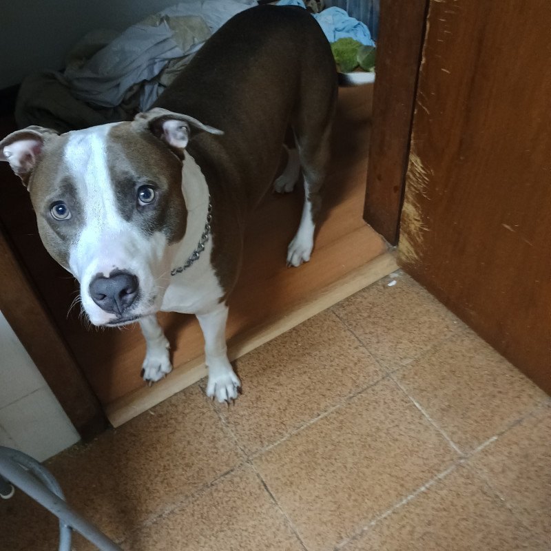Pit Bull macho adulto