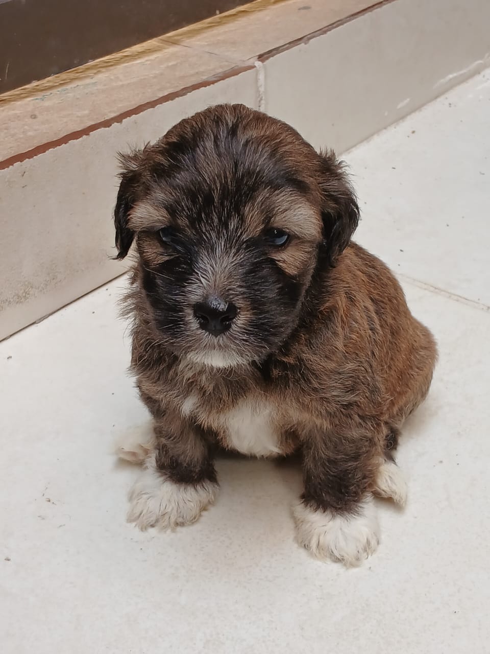 Portal Vendocão Cachorro Shih poo  Camaçari